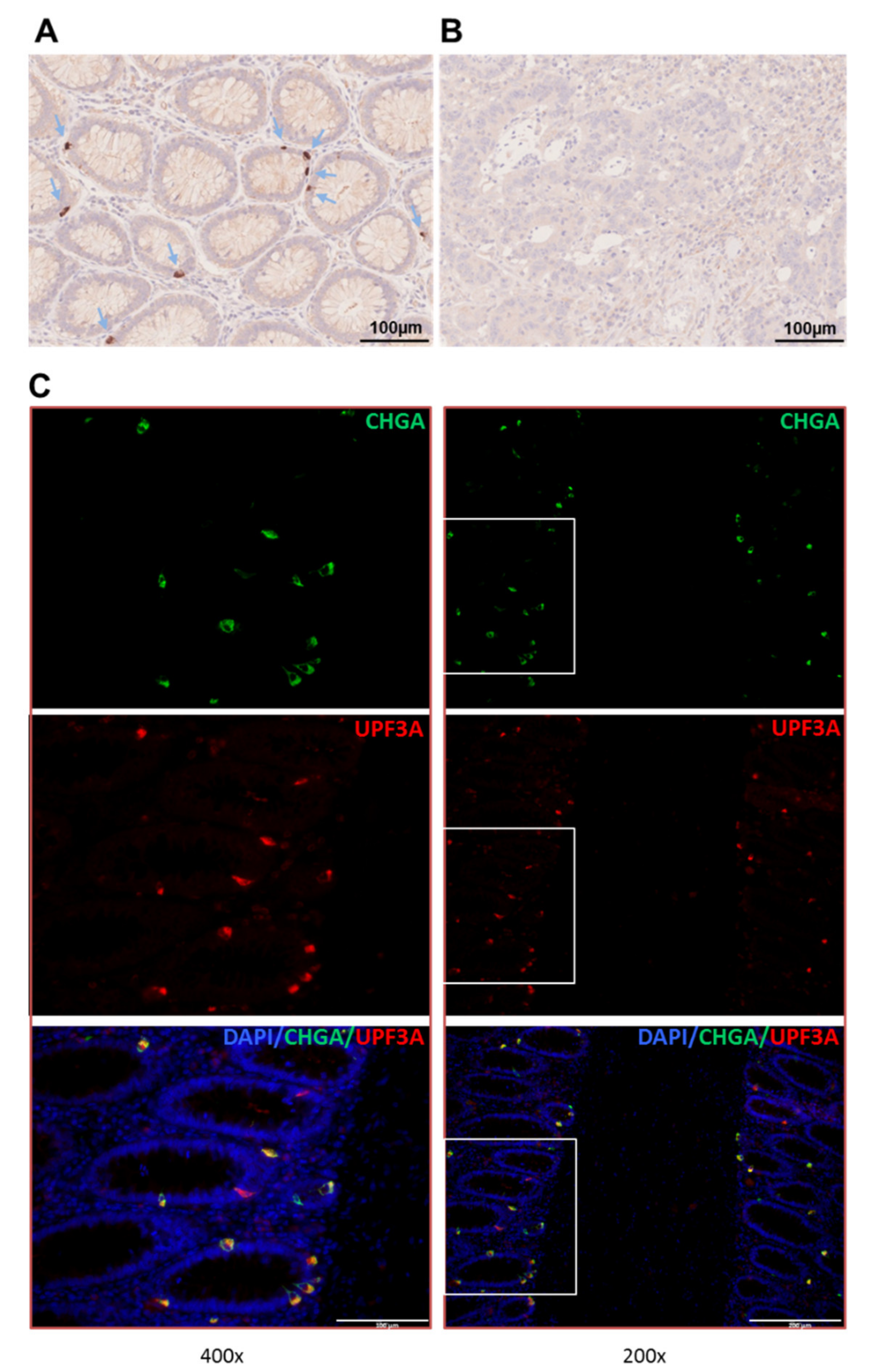 Ijms 21 05234 g002 Ijms 21 05234 g002