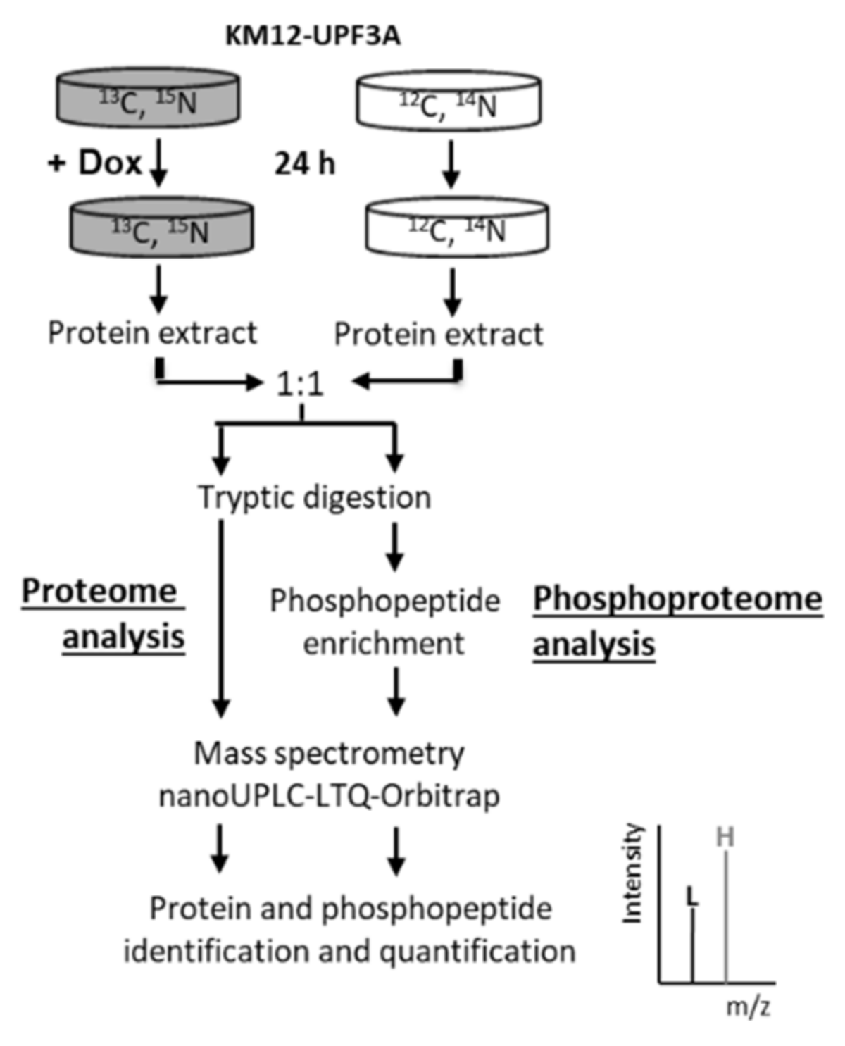 Ijms 21 05234 g004 Ijms 21 05234 g004