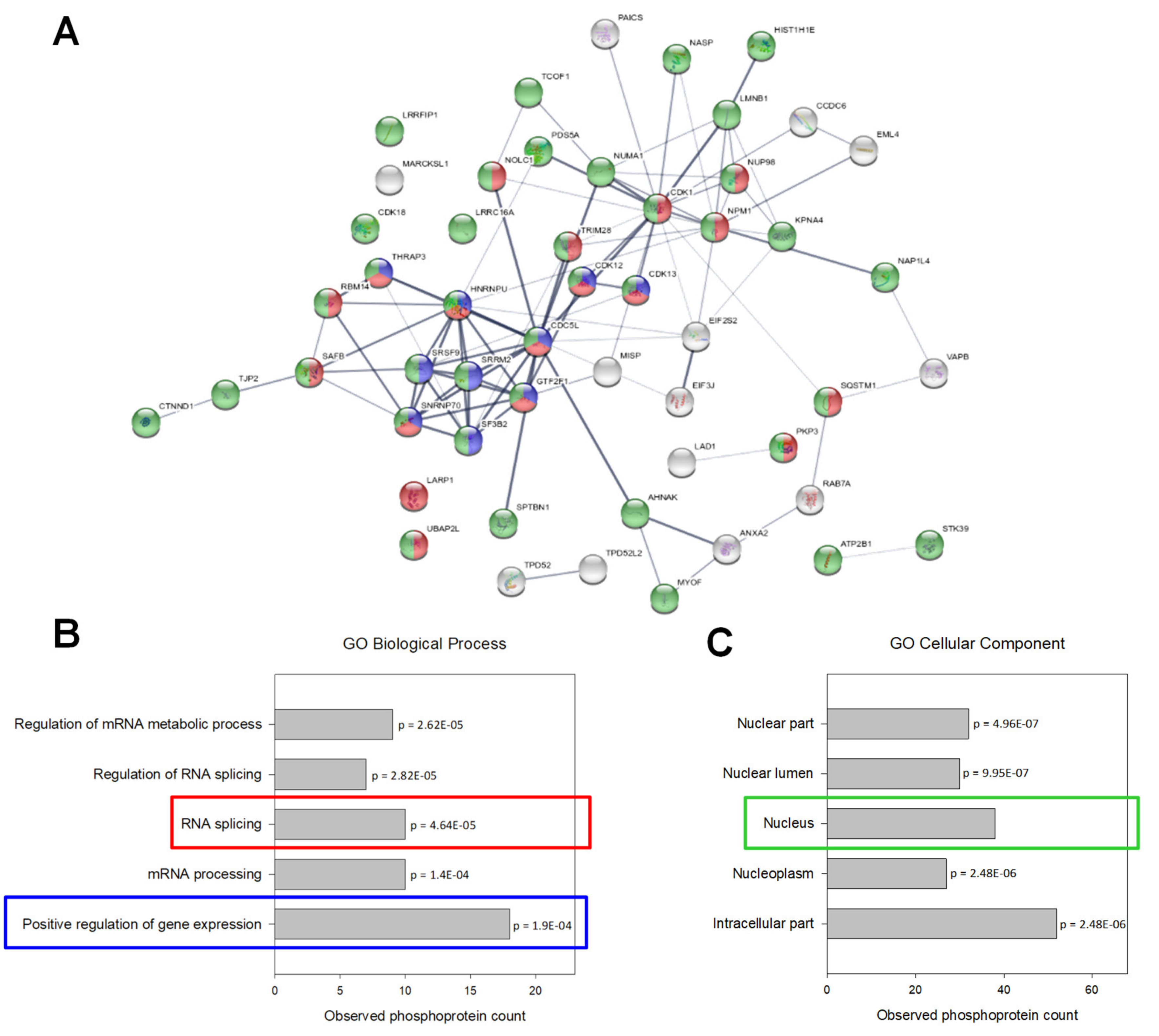 Ijms 21 05234 g006 Ijms 21 05234 g006
