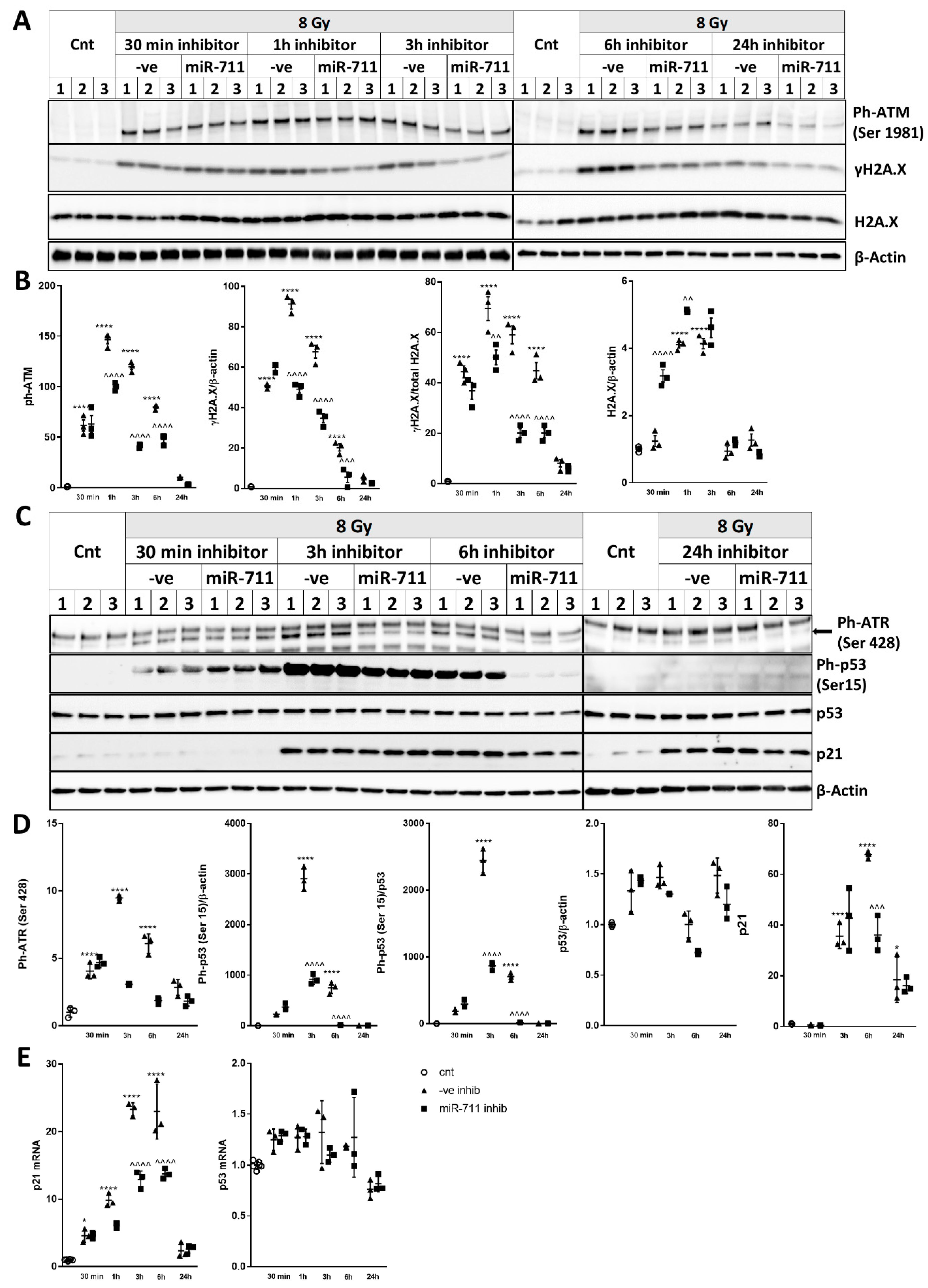 Ijms 21 05239 g007 Ijms 21 05239 g007