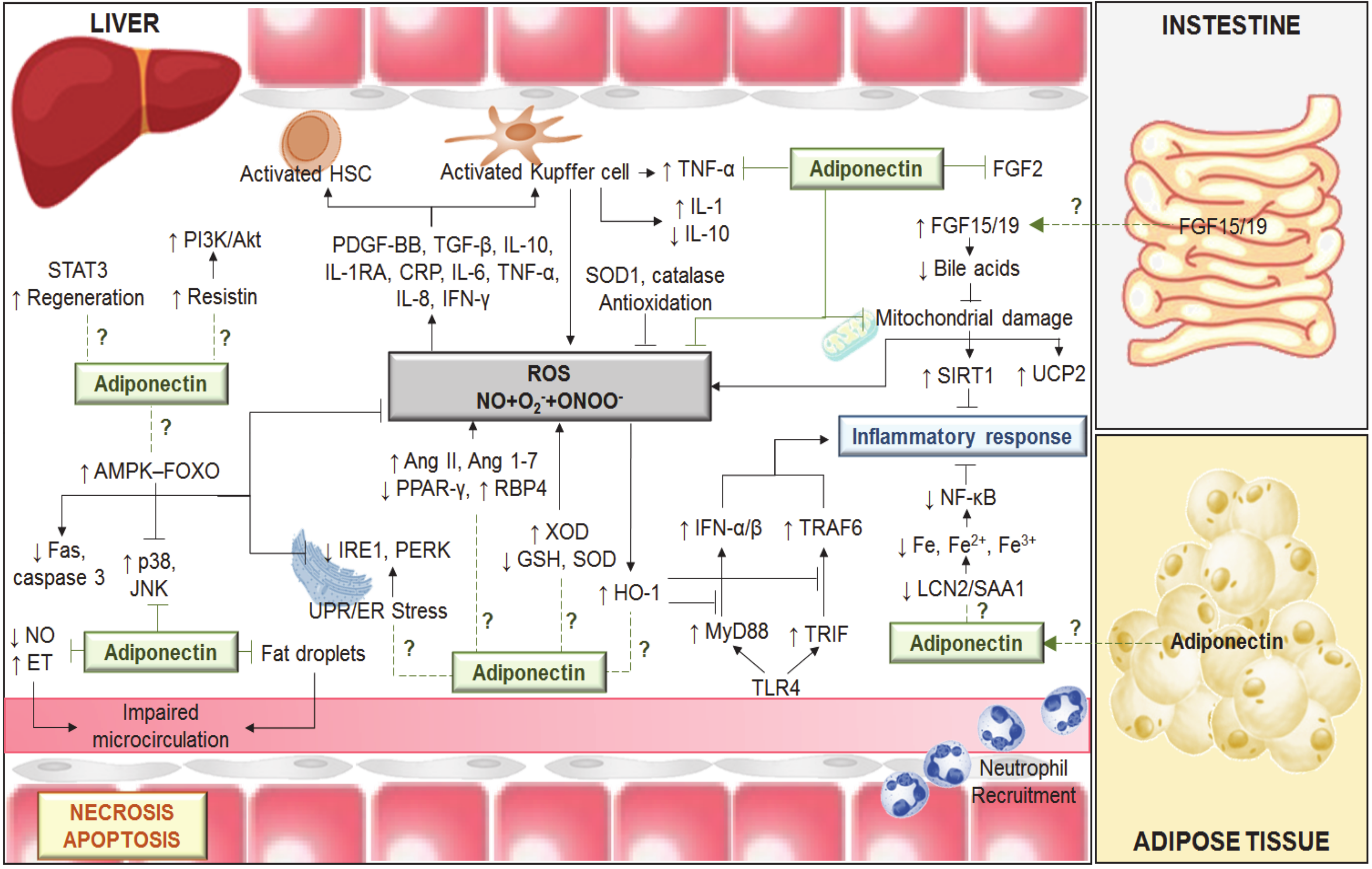 Ijms 21 05242 g001 Ijms 21 05242 g001
