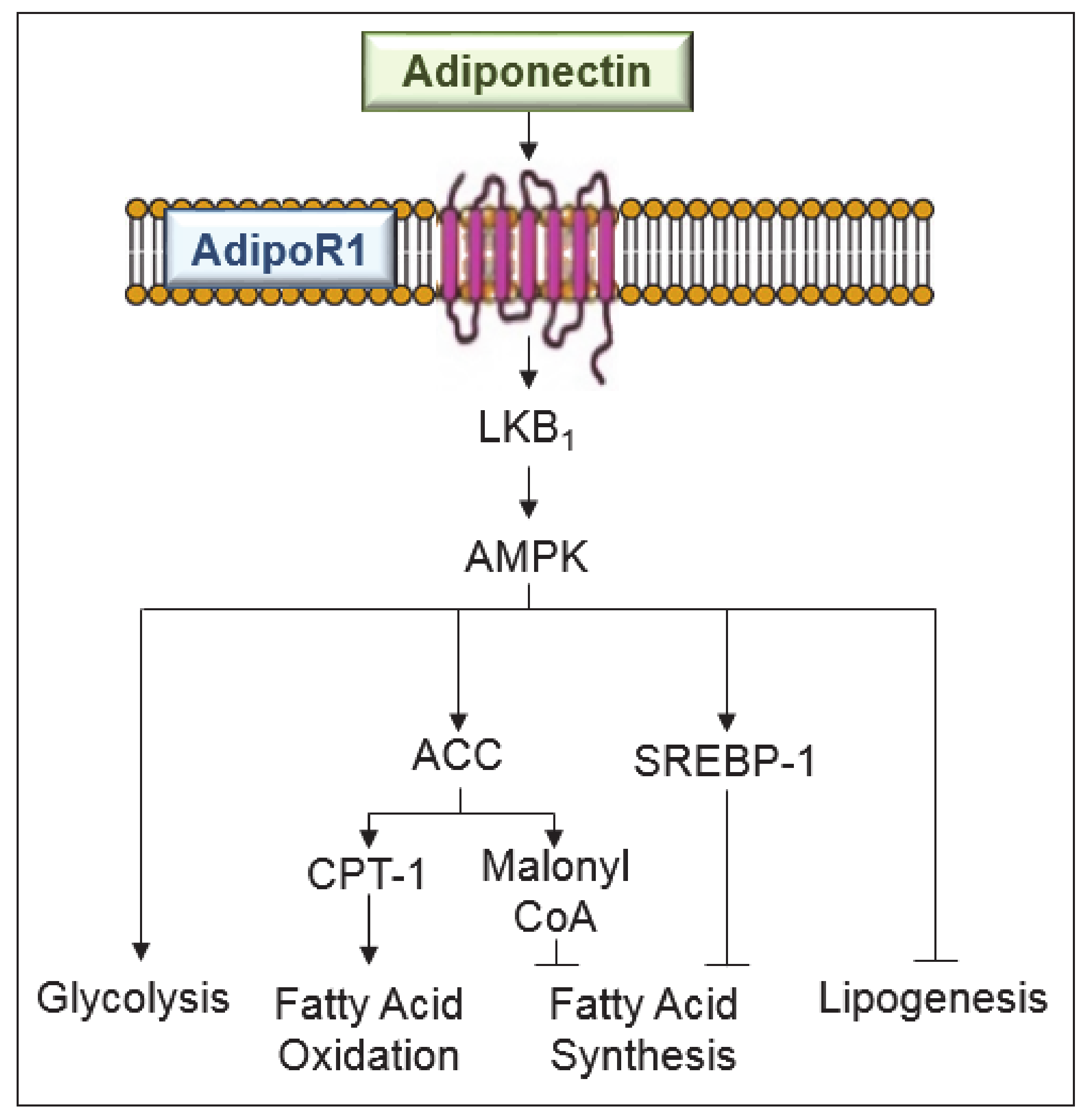 Ijms 21 05242 g002 Ijms 21 05242 g002