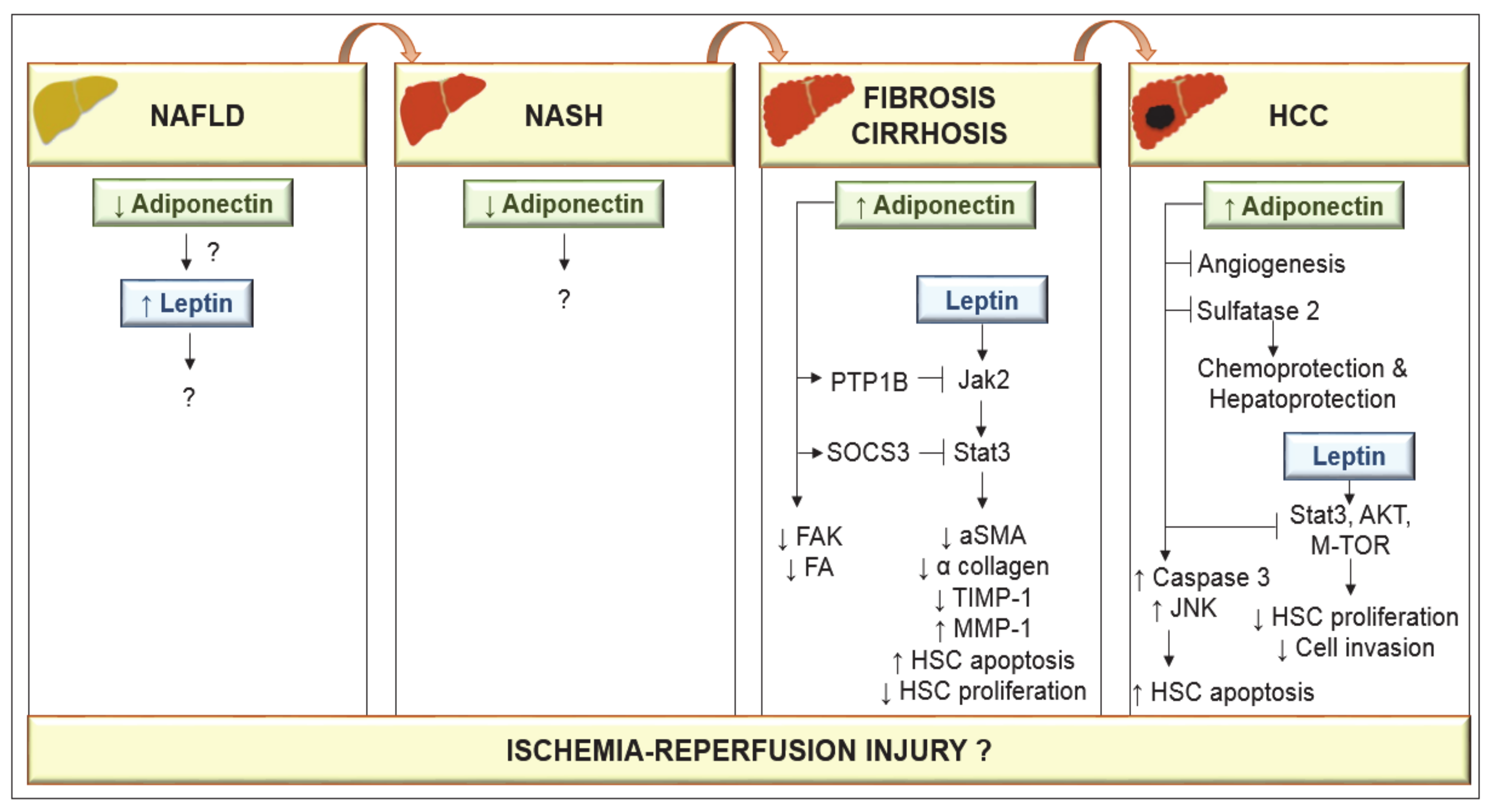 Ijms 21 05242 g003 Ijms 21 05242 g003