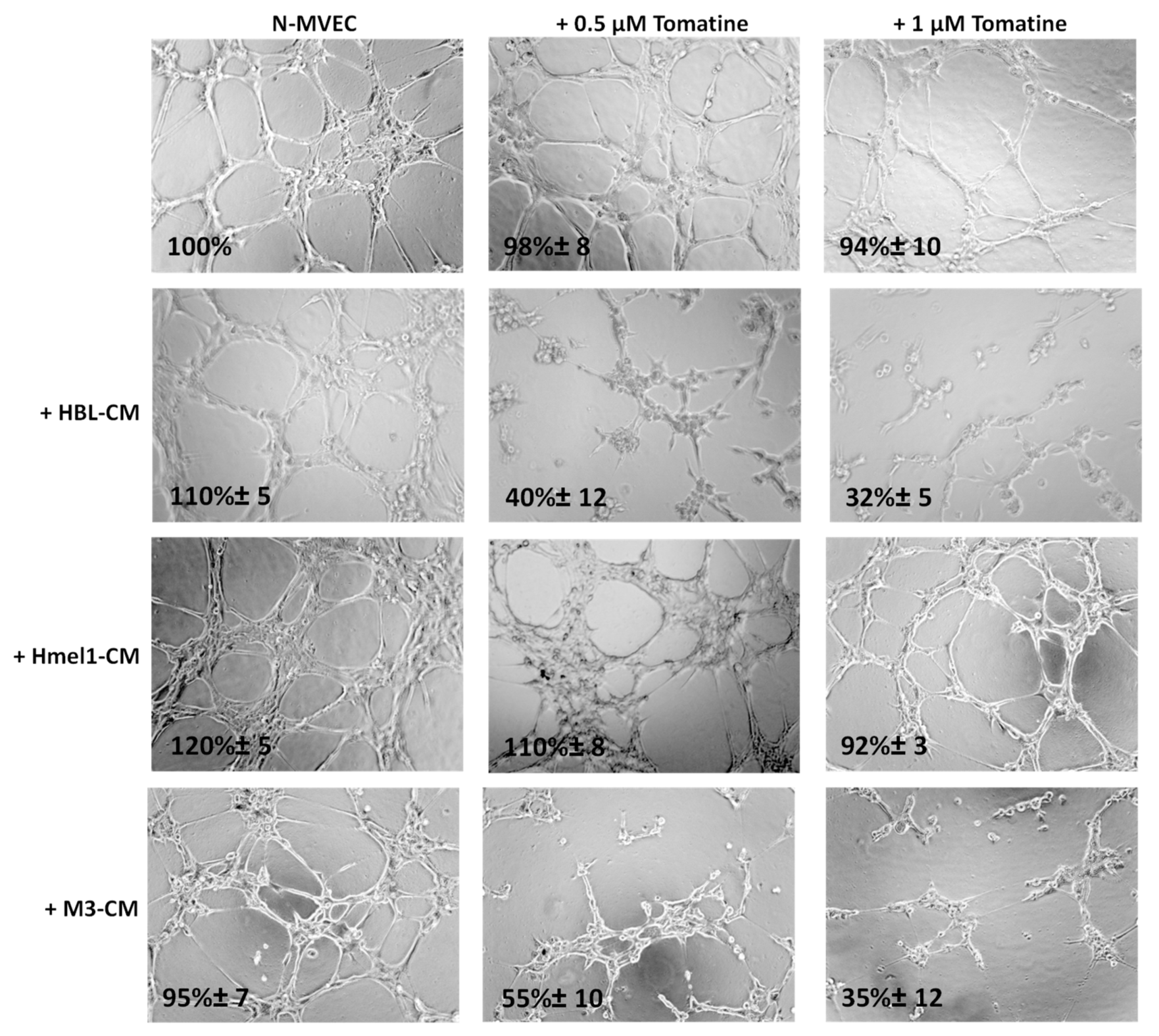 Ijms 21 05243 g005 Ijms 21 05243 g005