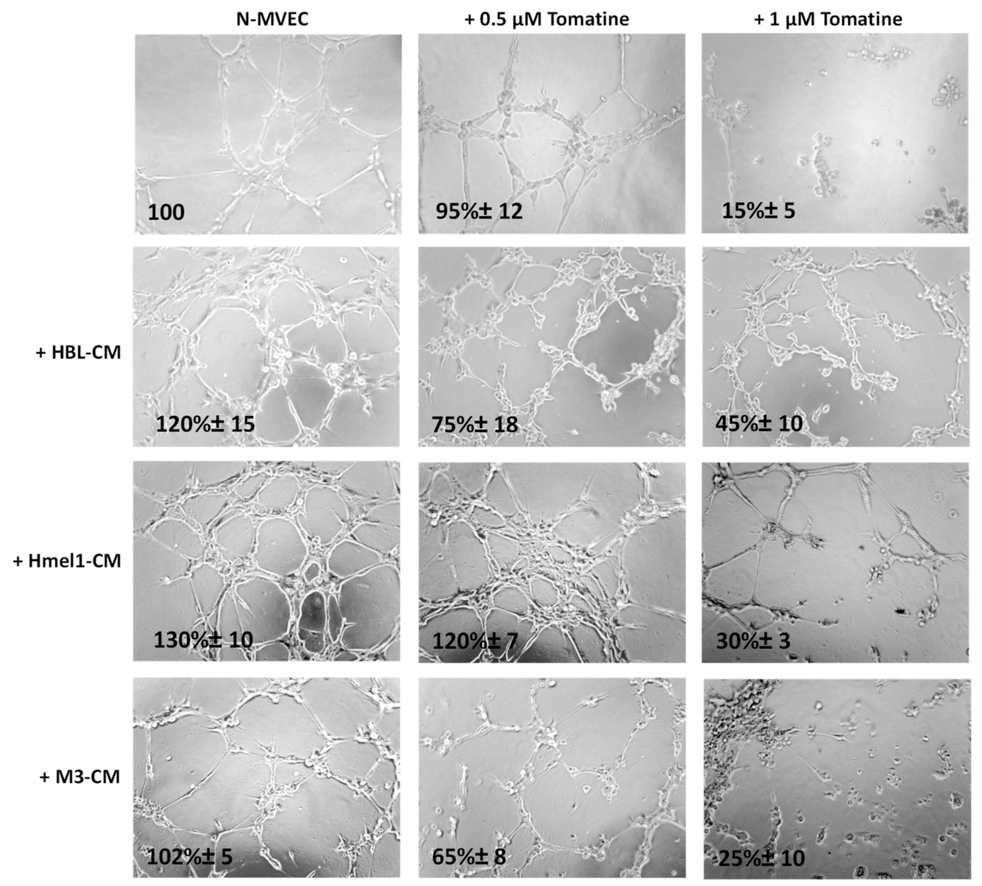 Ijms 21 05243 g007 Ijms 21 05243 g007