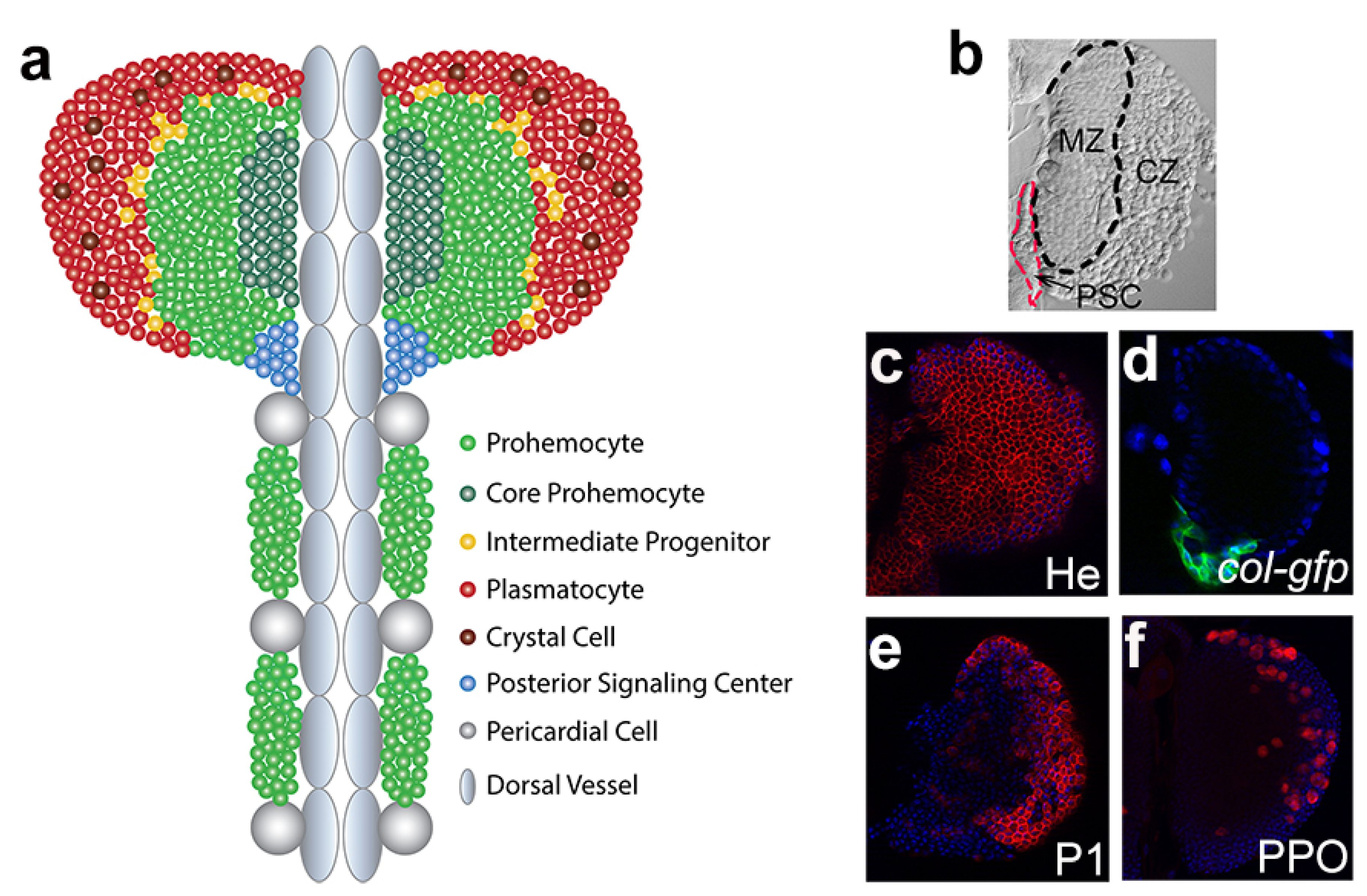 Ijms 21 05246 g001 Ijms 21 05246 g001