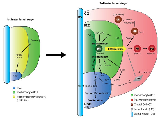 IJMS | Free Full-Text | Regulation of Drosophila Hematopoiesis in Lymph