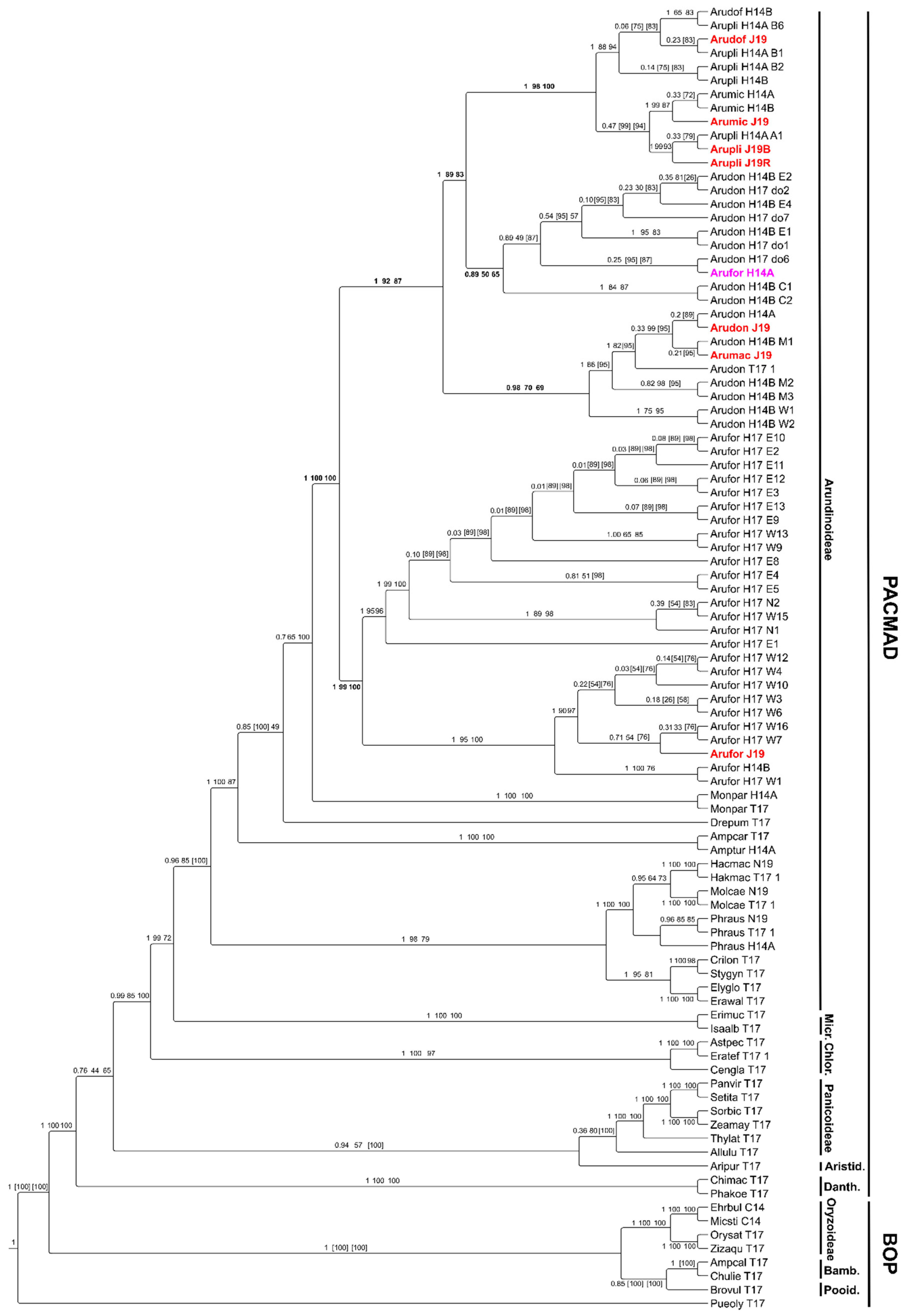 Ijms 21 05247 g003 Ijms 21 05247 g003