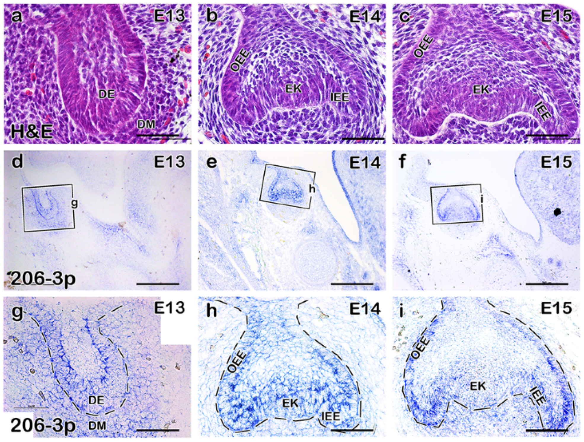 Ijms 21 05251 g001 Ijms 21 05251 g001