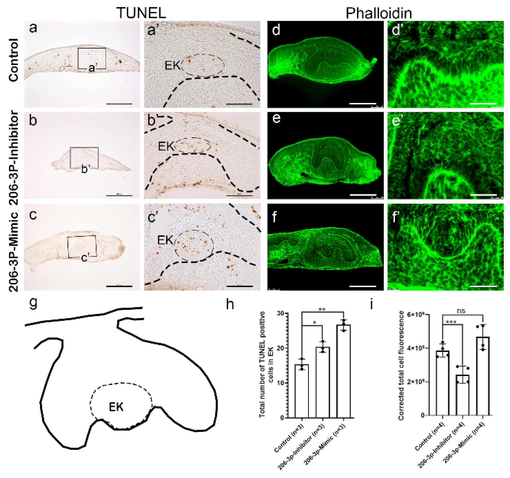 Ijms 21 05251 g003 Ijms 21 05251 g003