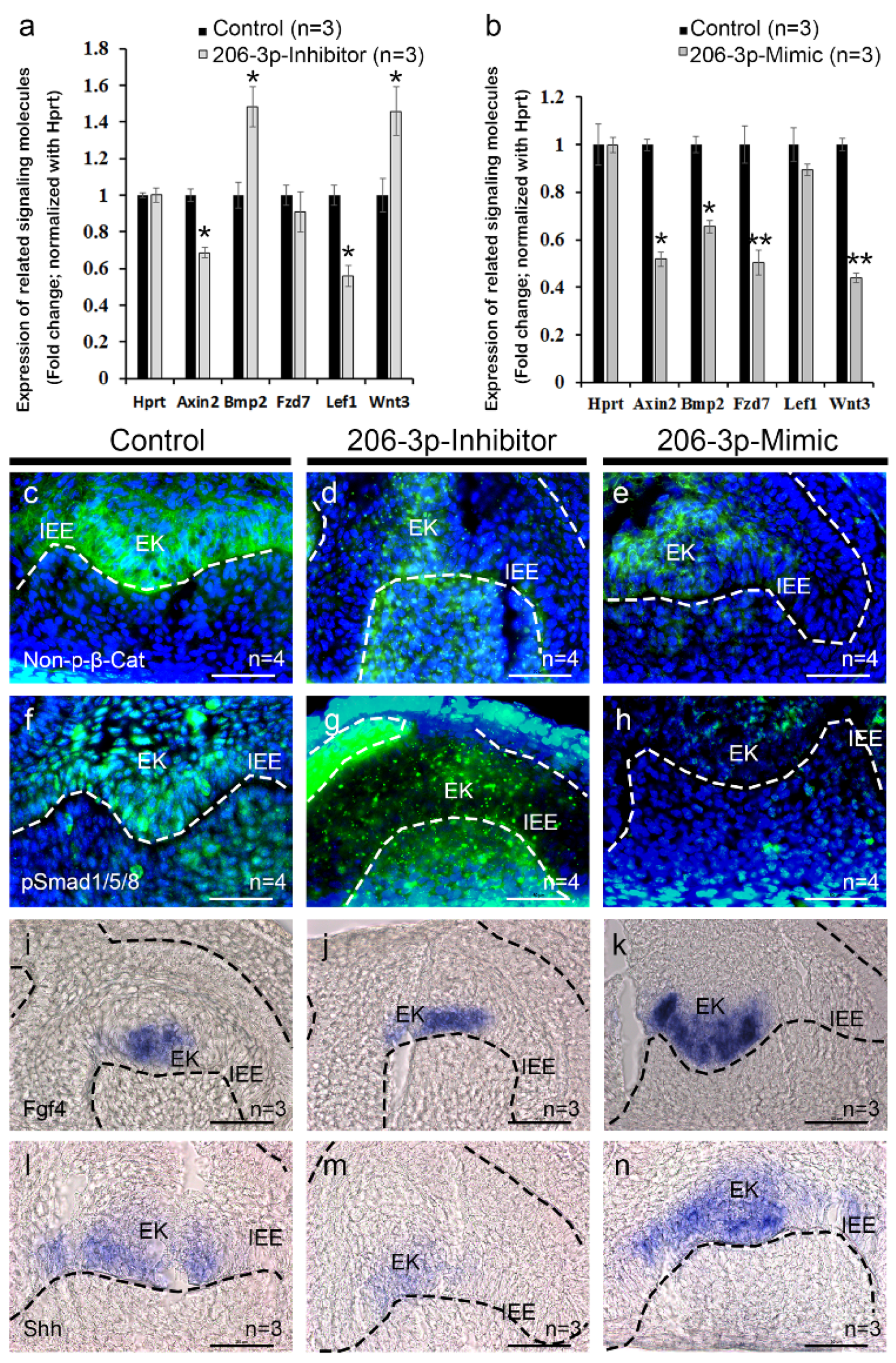 Ijms 21 05251 g004 Ijms 21 05251 g004