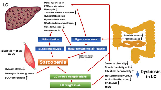 Ijms Free Full Text Liver Cirrhosis And Sarcopenia From The