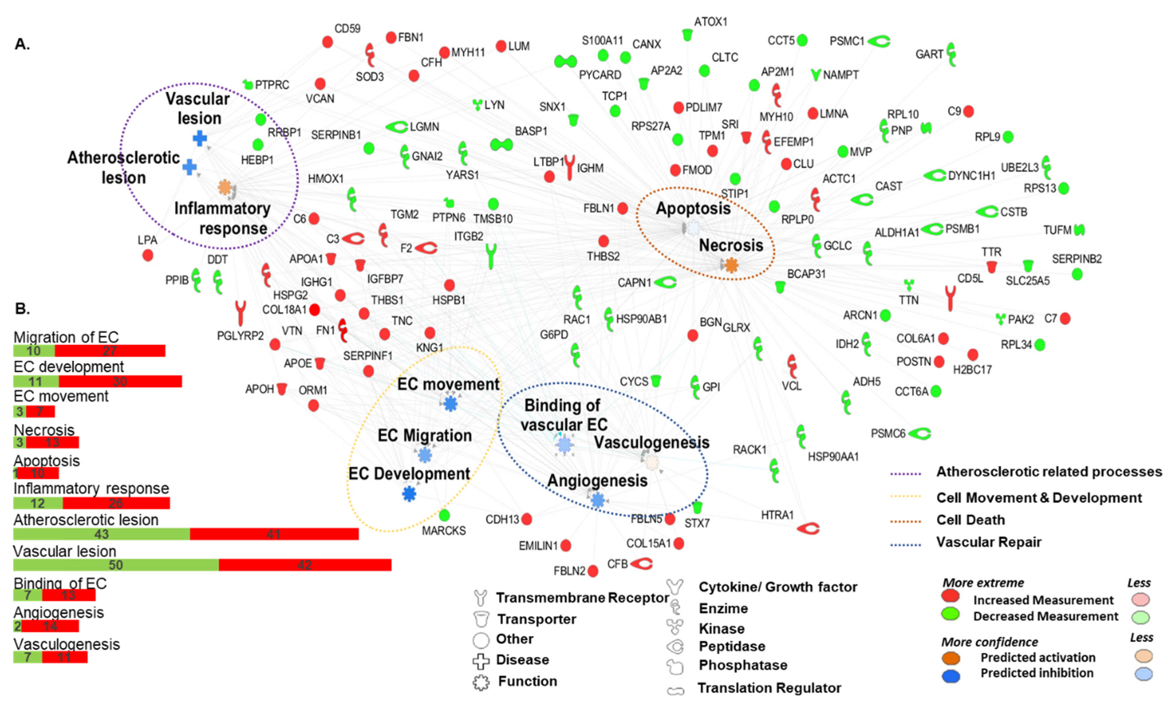 Ijms 21 05256 g002 Ijms 21 05256 g002