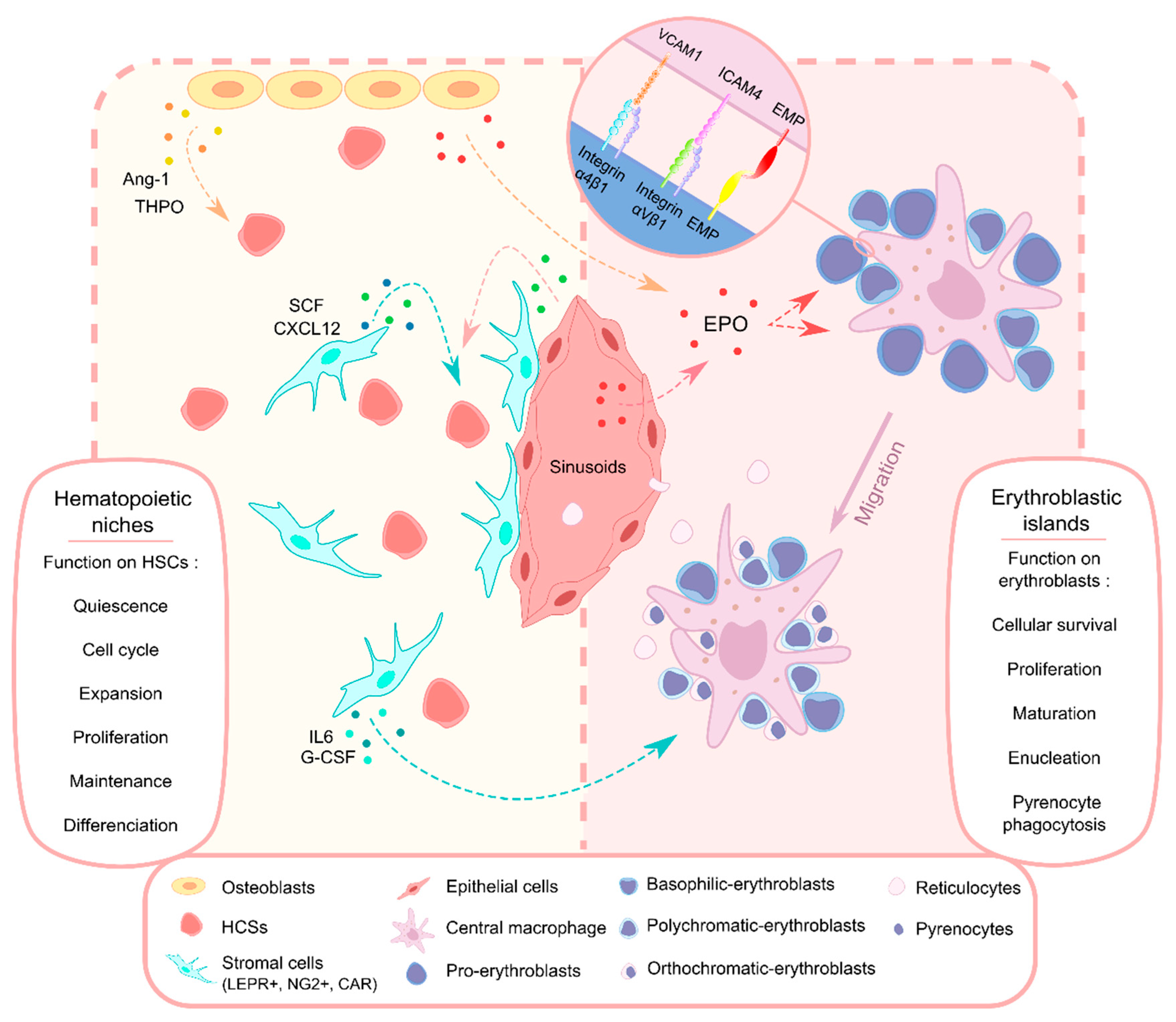 Ijms 21 05263 g001 Ijms 21 05263 g001