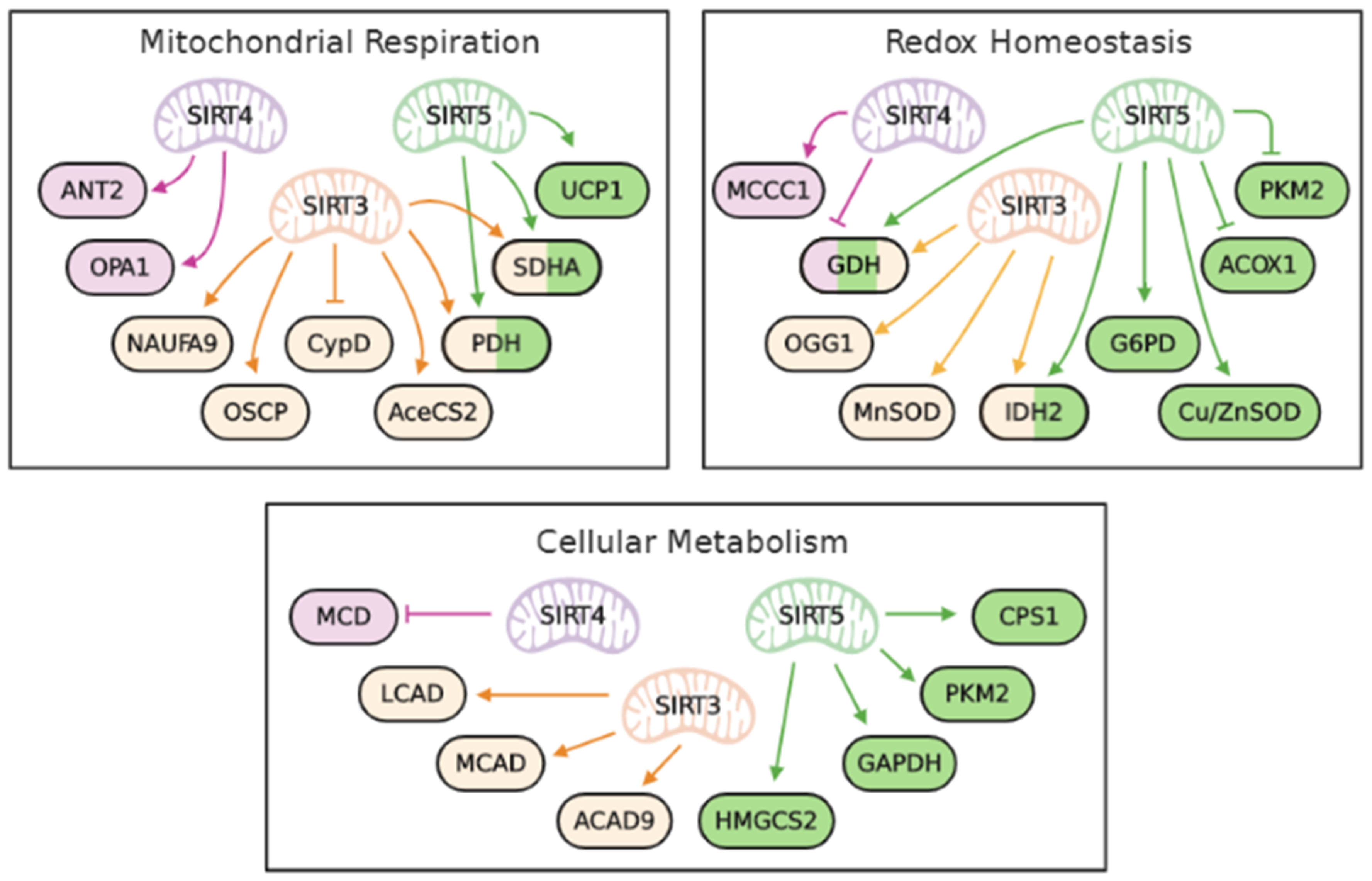 Ijms 21 05266 g001 Ijms 21 05266 g001
