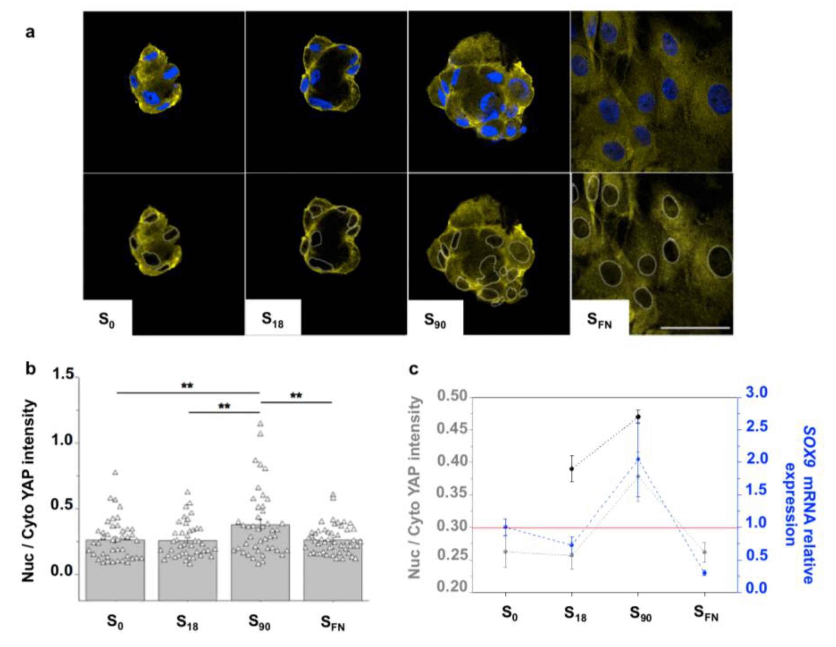 Ijms 21 05269 g003 Ijms 21 05269 g003