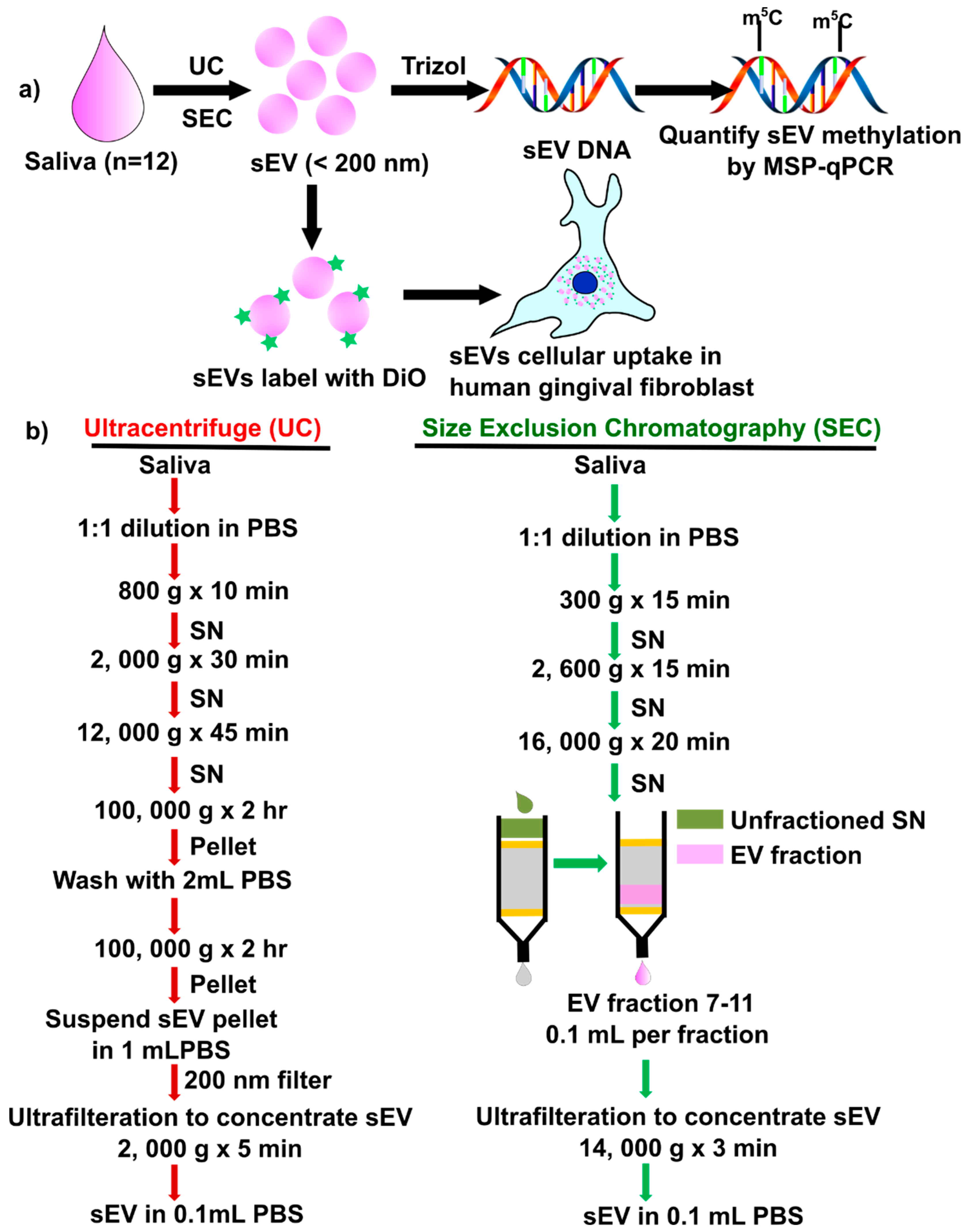 Ijms Free Full Text Detection Of Salivary Small Extracellular Vesicles Associated Inflammatory Cytokines Gene Methylation In Gingivitis Html