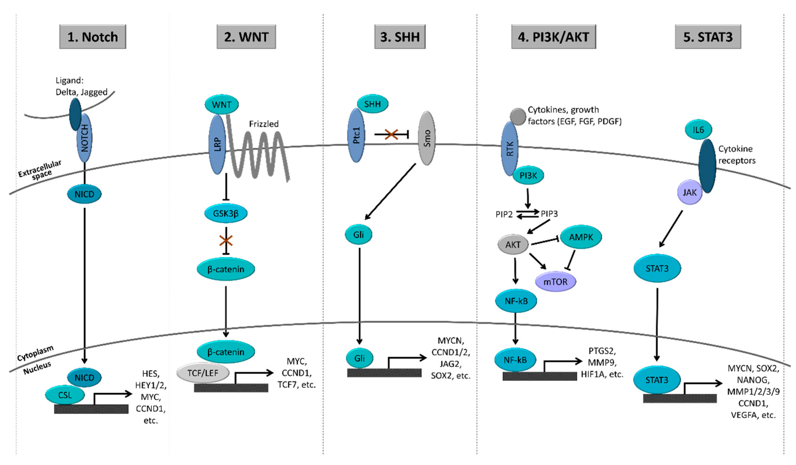 Ijms 21 05278 g002 Ijms 21 05278 g002