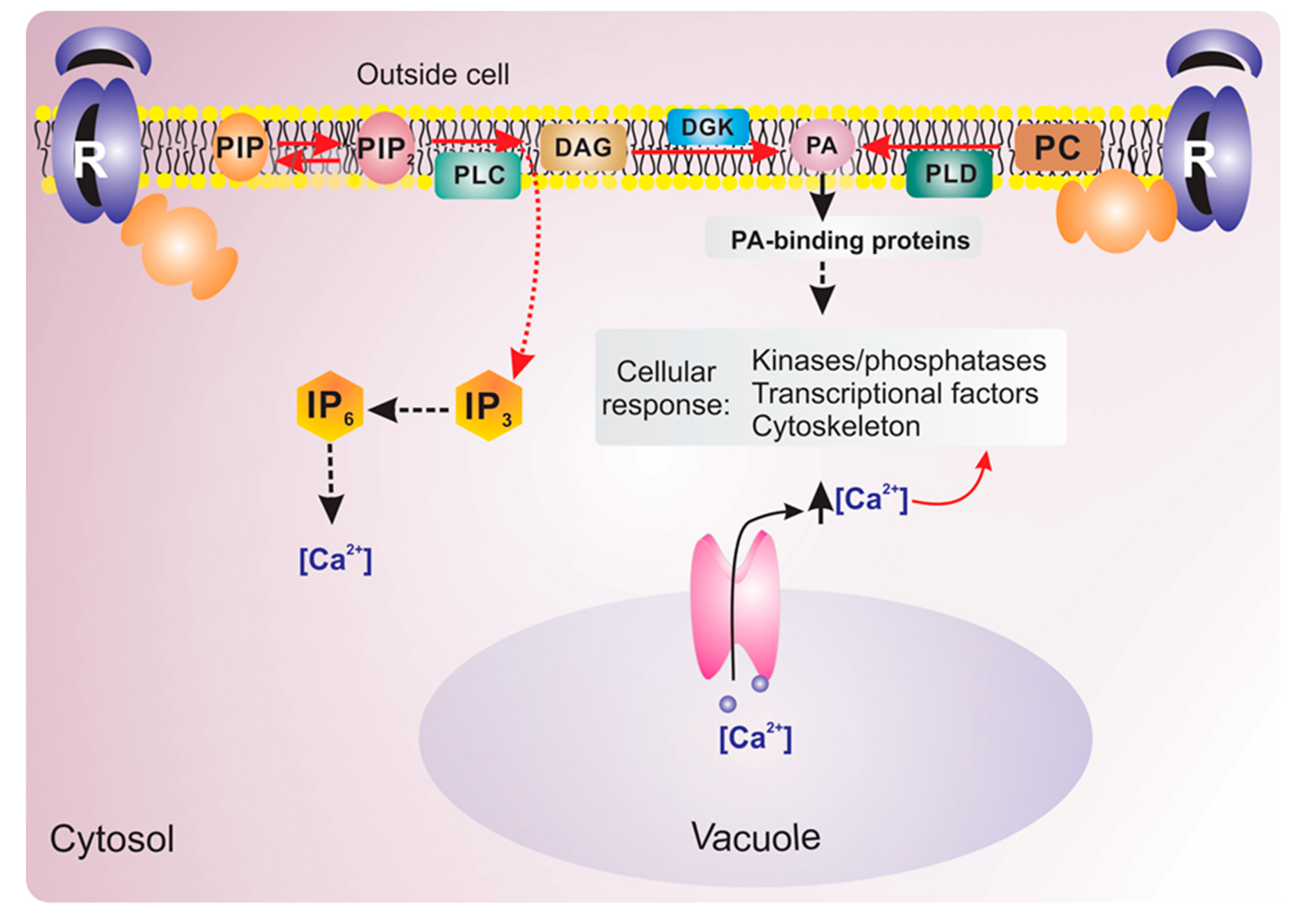 Ijms 21 05285 g002 Ijms 21 05285 g002