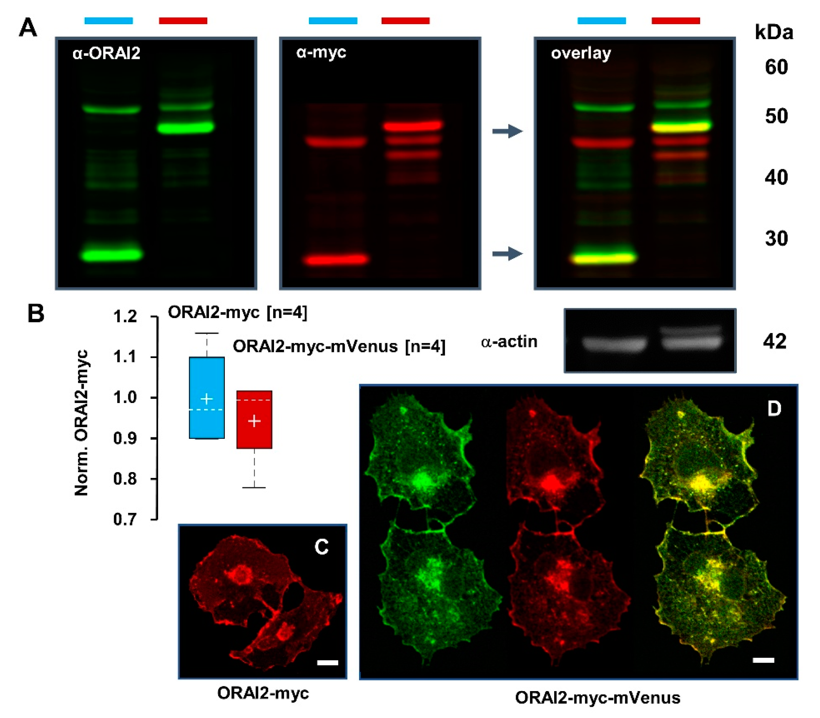 Ijms 21 05288 g002 Ijms 21 05288 g002