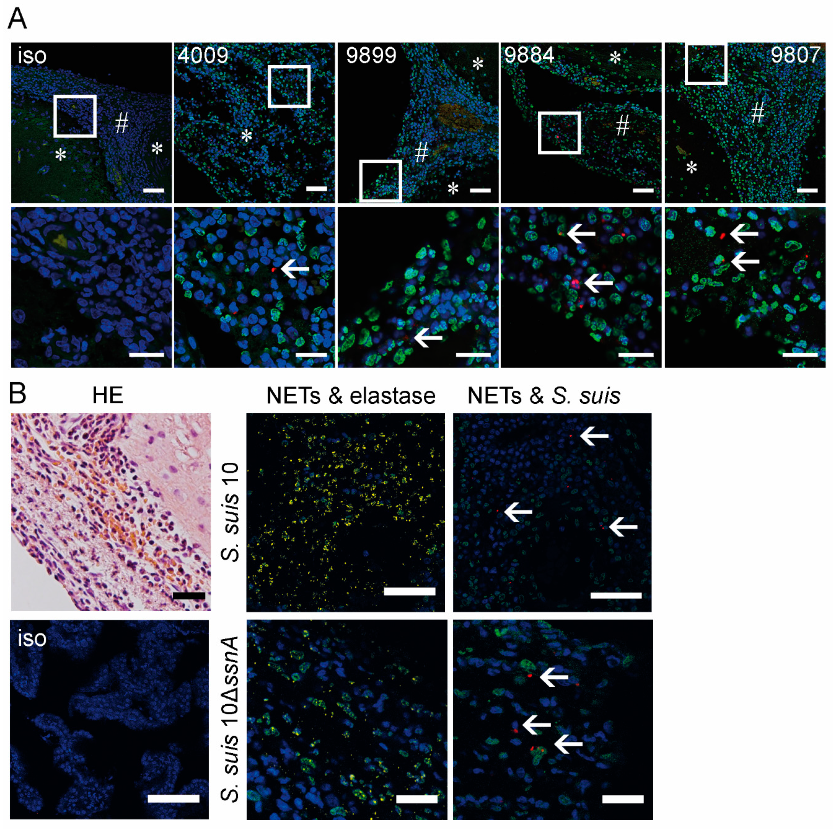 Ijms 21 05289 g003 Ijms 21 05289 g003