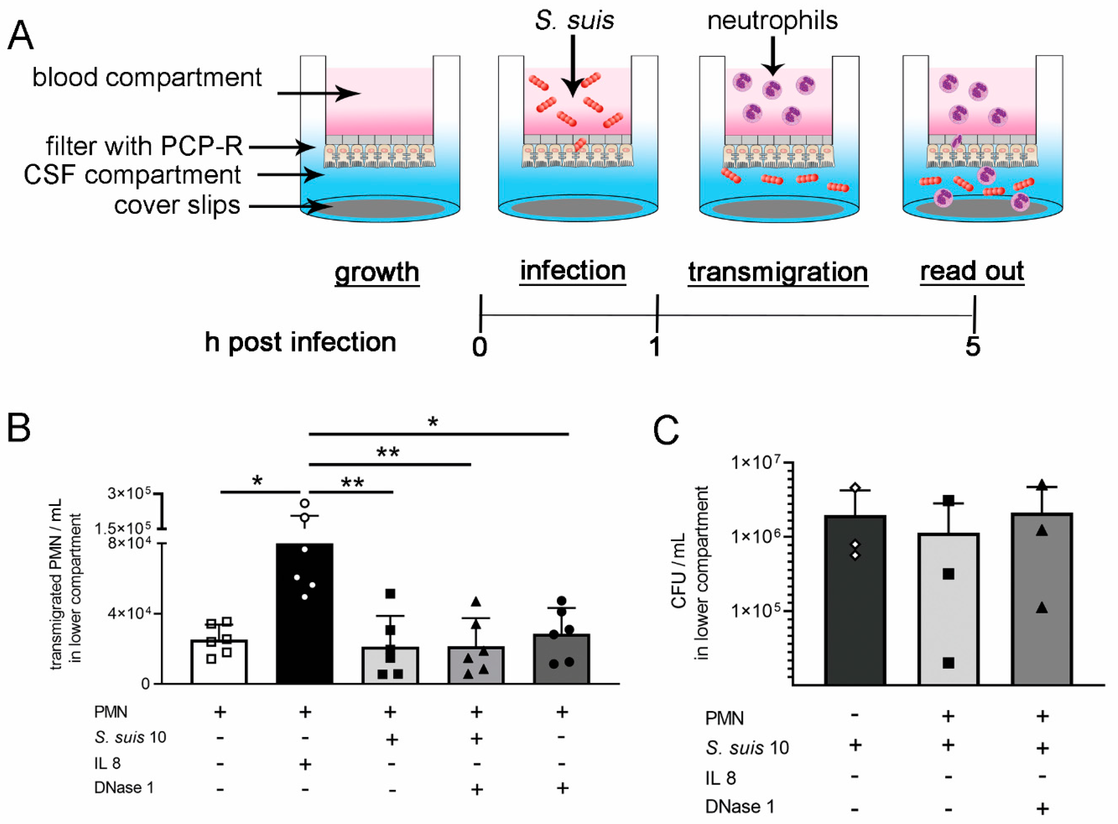 Ijms 21 05289 g005 Ijms 21 05289 g005