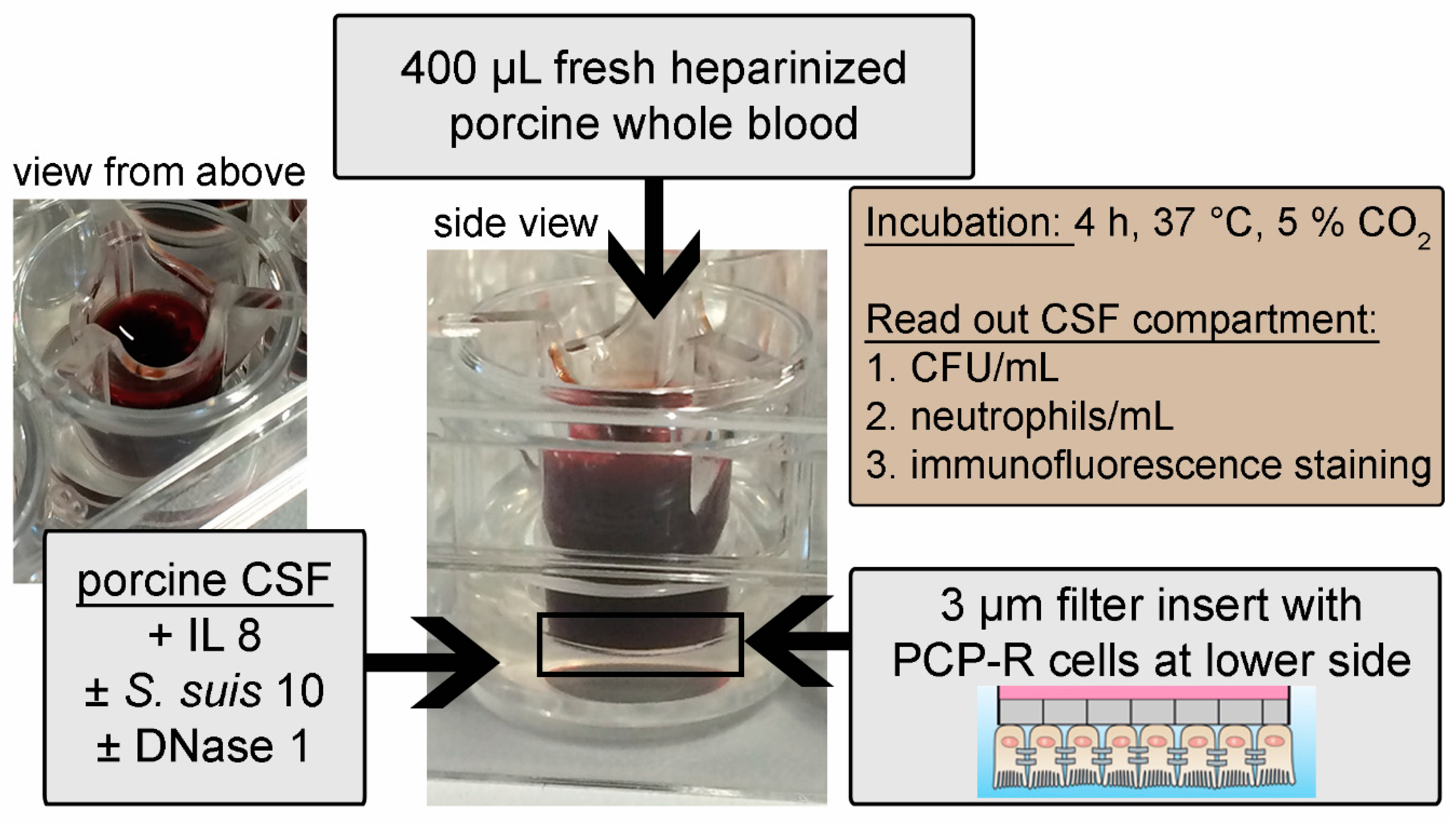 Ijms 21 05289 g006 Ijms 21 05289 g006