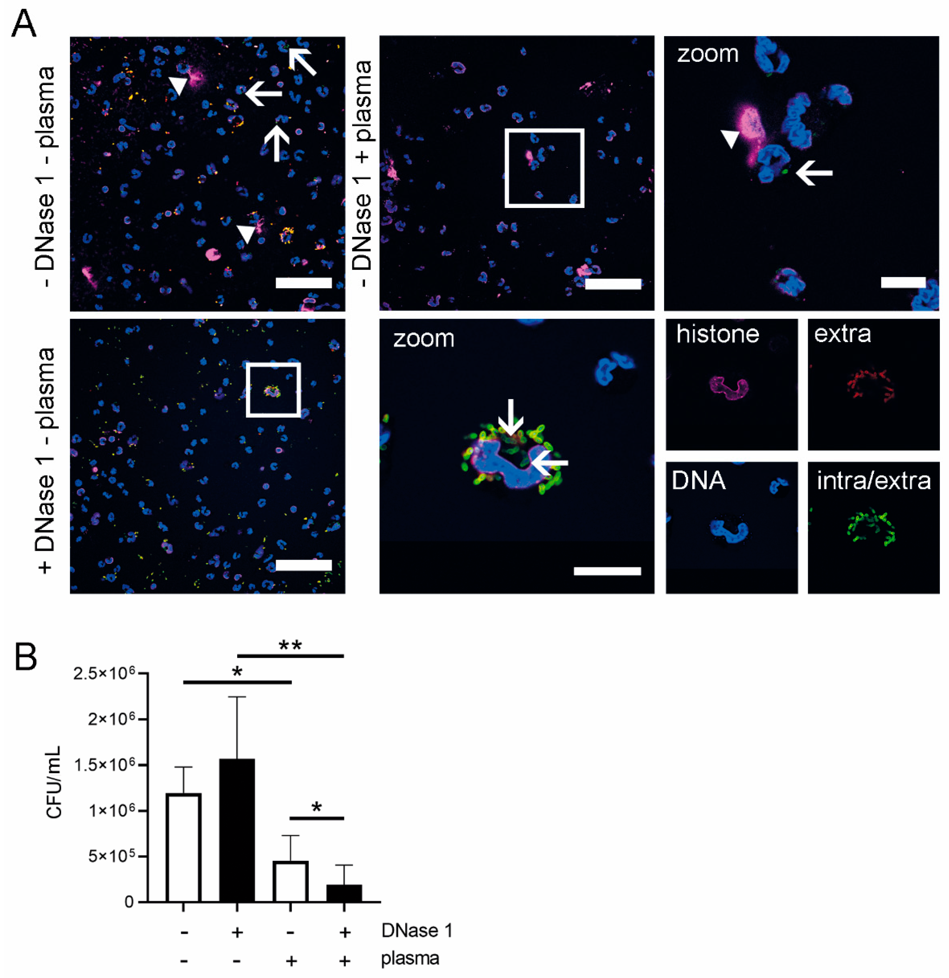 Ijms 21 05289 g008 Ijms 21 05289 g008