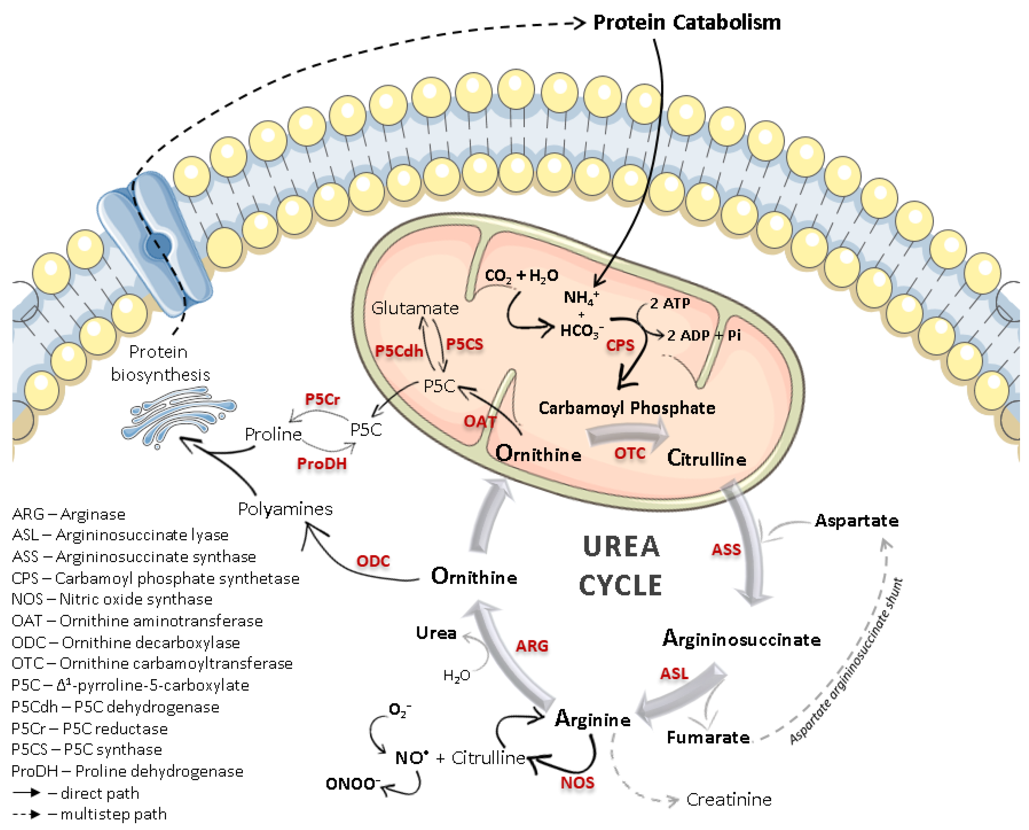 IJMS Free Full-Text Arginase as a Potential Biomarker of Disease Progression A Molecular Imaging Perspective image