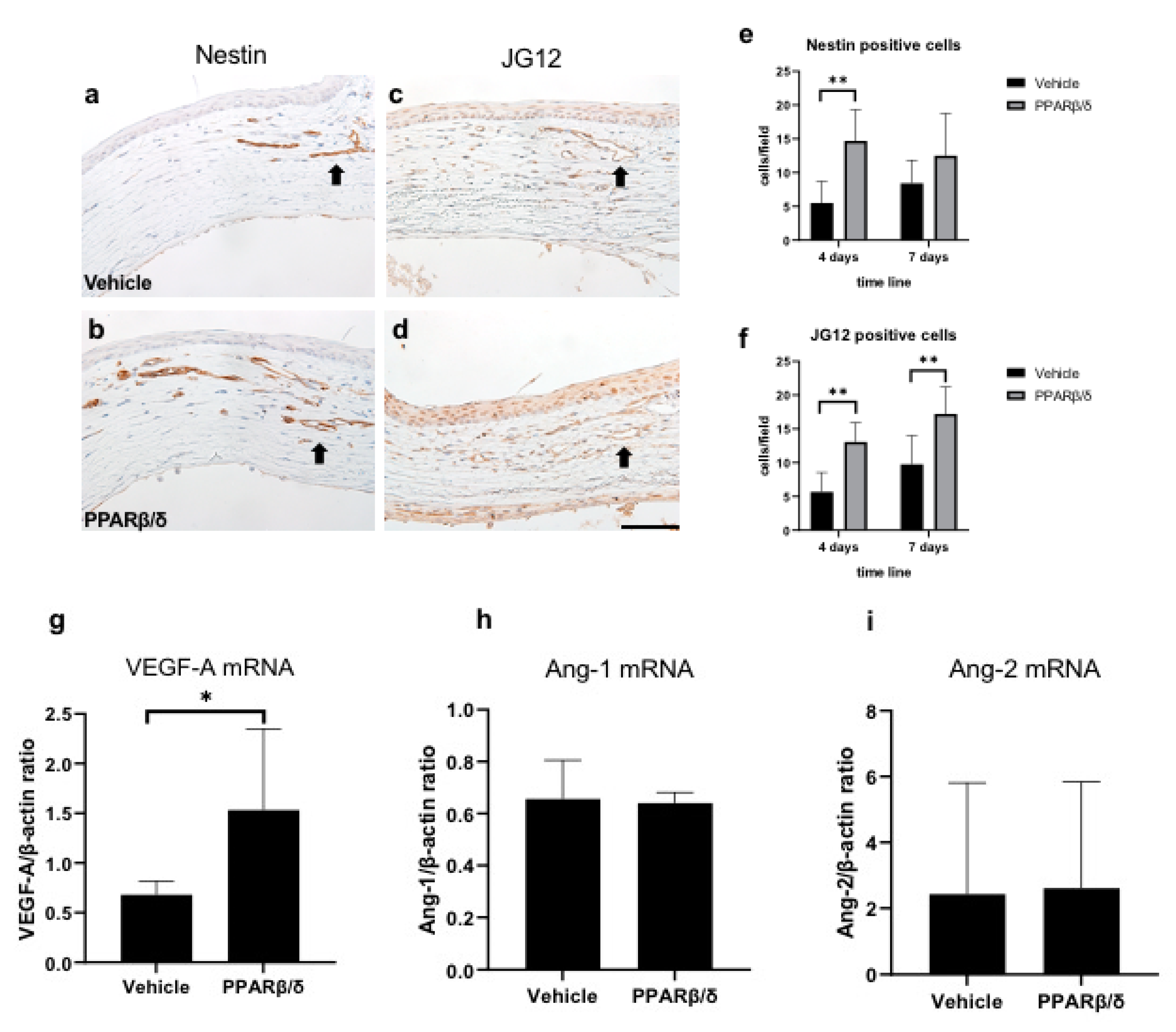 Ijms 21 05296 g007 Ijms 21 05296 g007