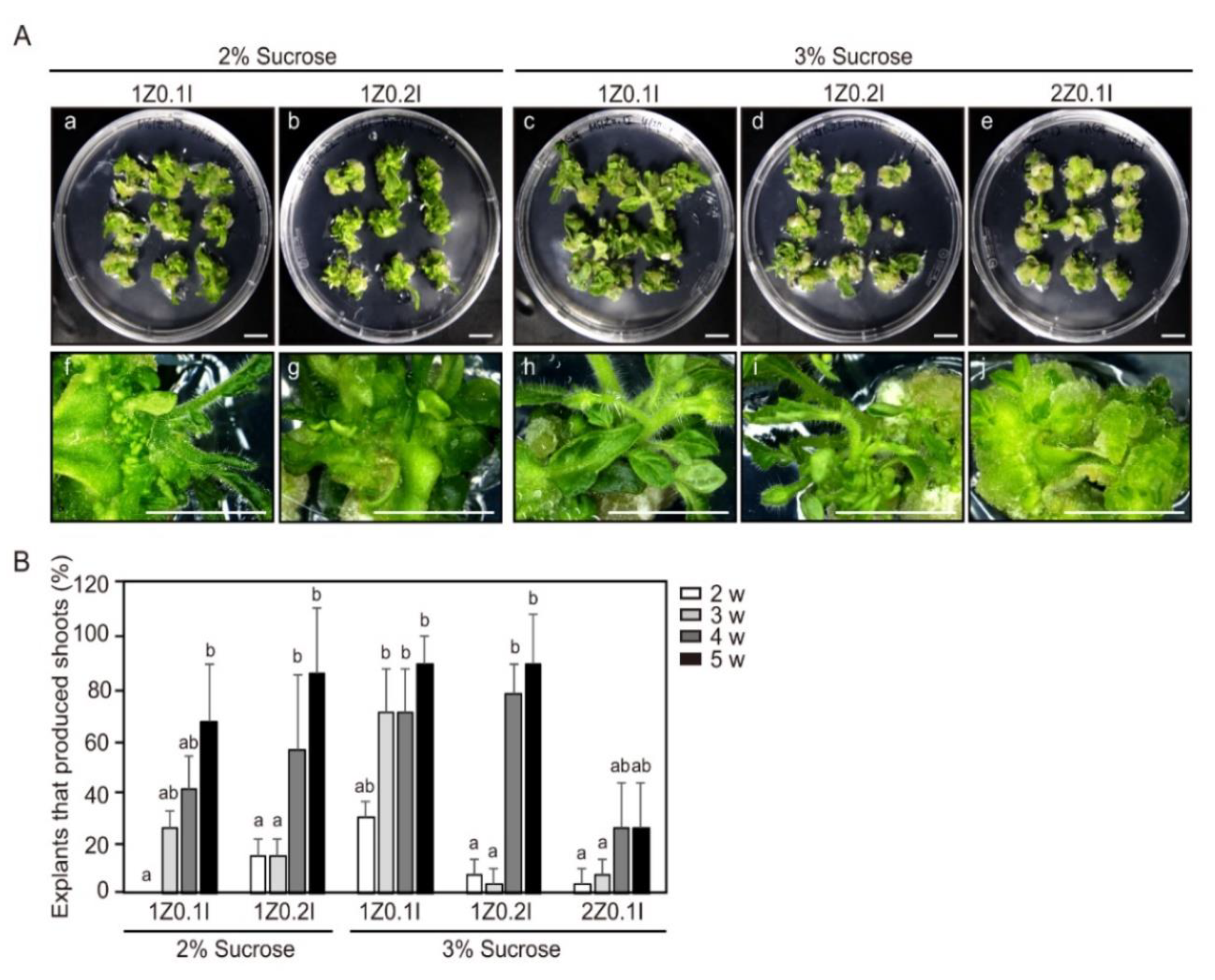 Ijms 21 05309 g001 Ijms 21 05309 g001