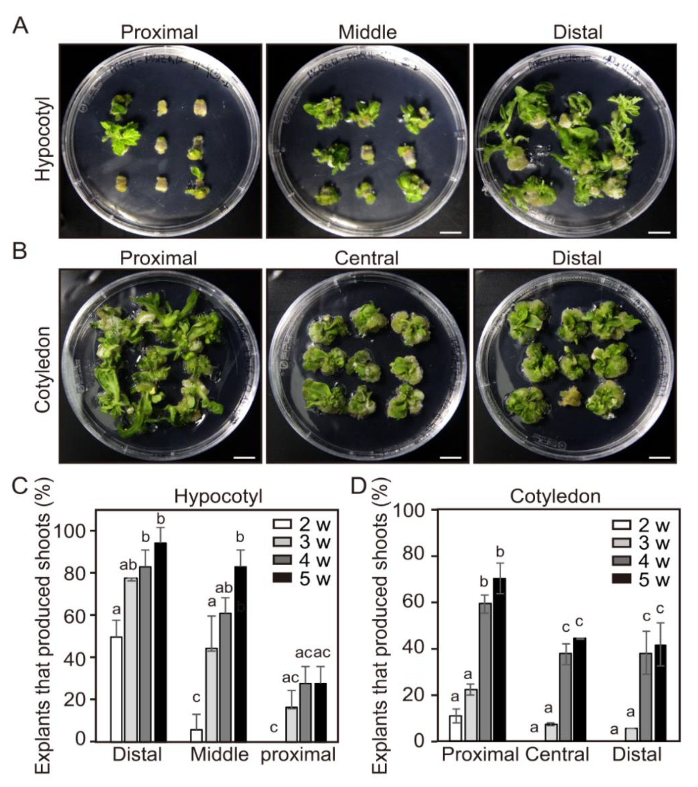 Ijms 21 05309 g003 Ijms 21 05309 g003