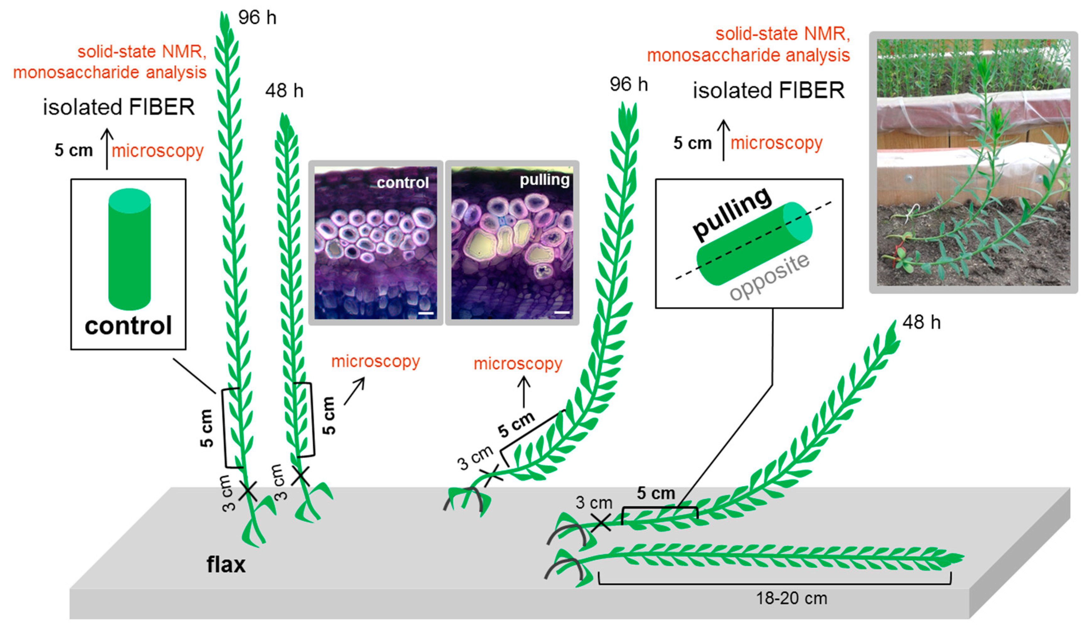 Ijms 21 05322 g001 Ijms 21 05322 g001