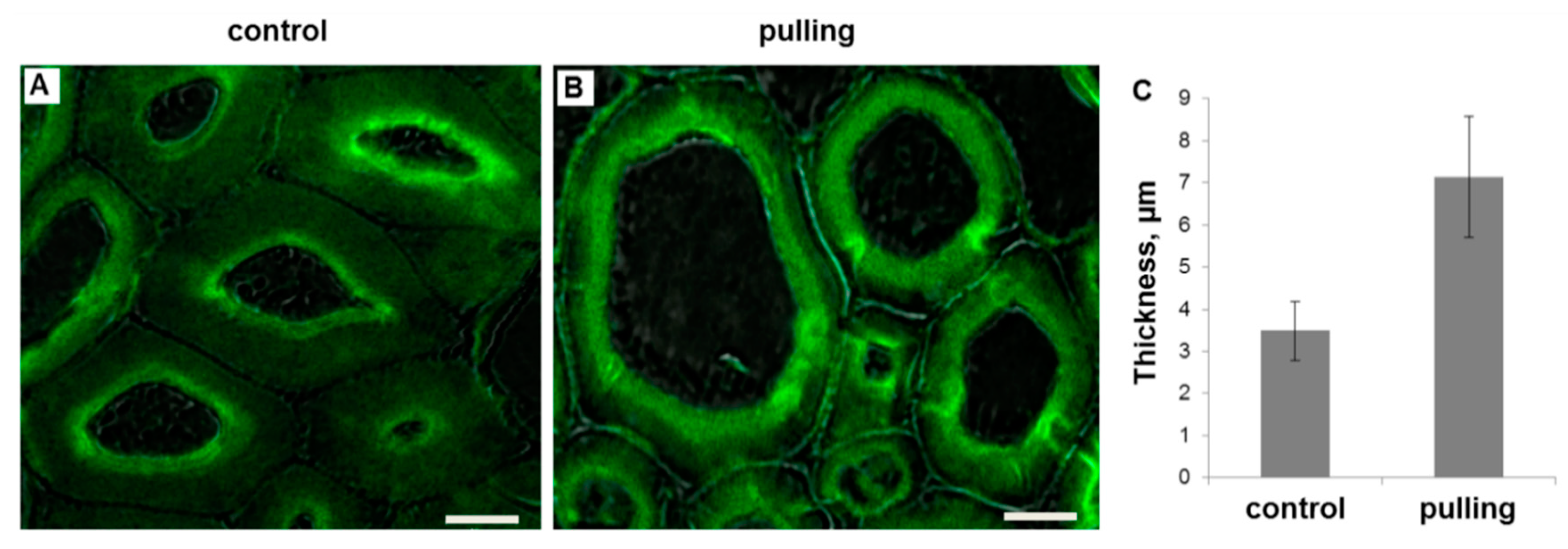 Ijms 21 05322 g003 Ijms 21 05322 g003