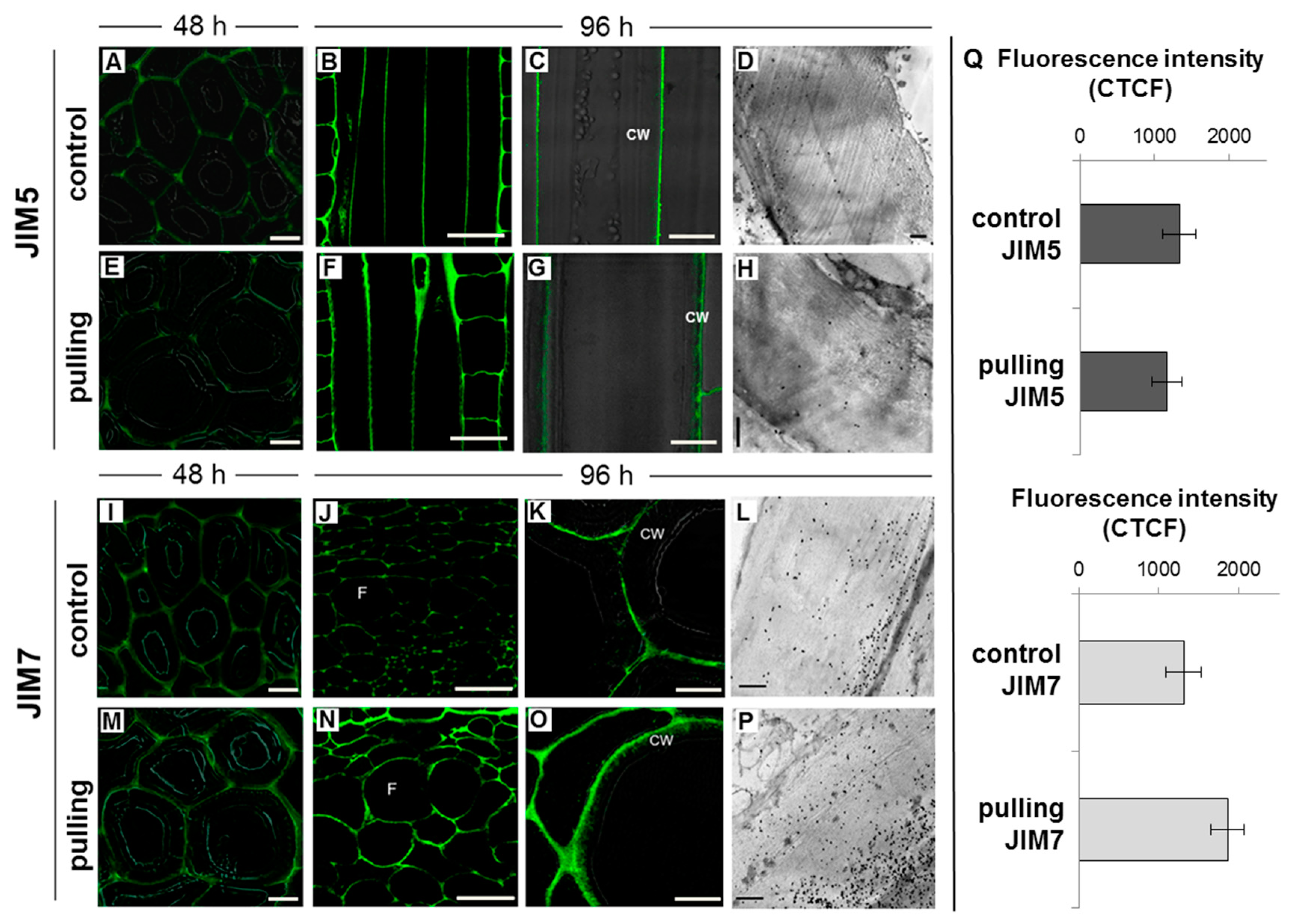 Ijms 21 05322 g004 Ijms 21 05322 g004
