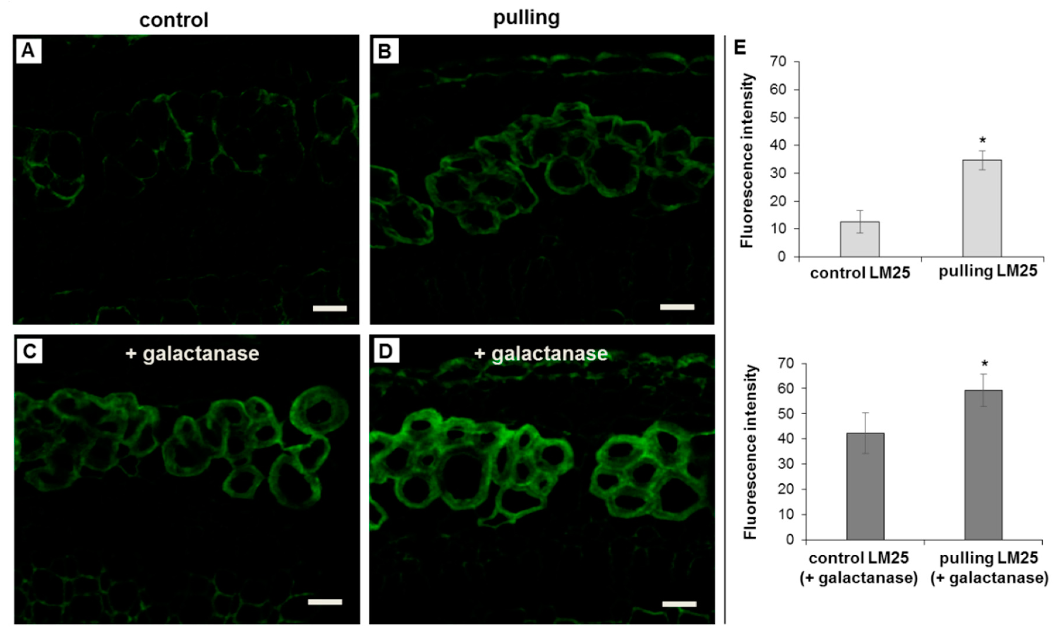 Ijms 21 05322 g005 Ijms 21 05322 g005