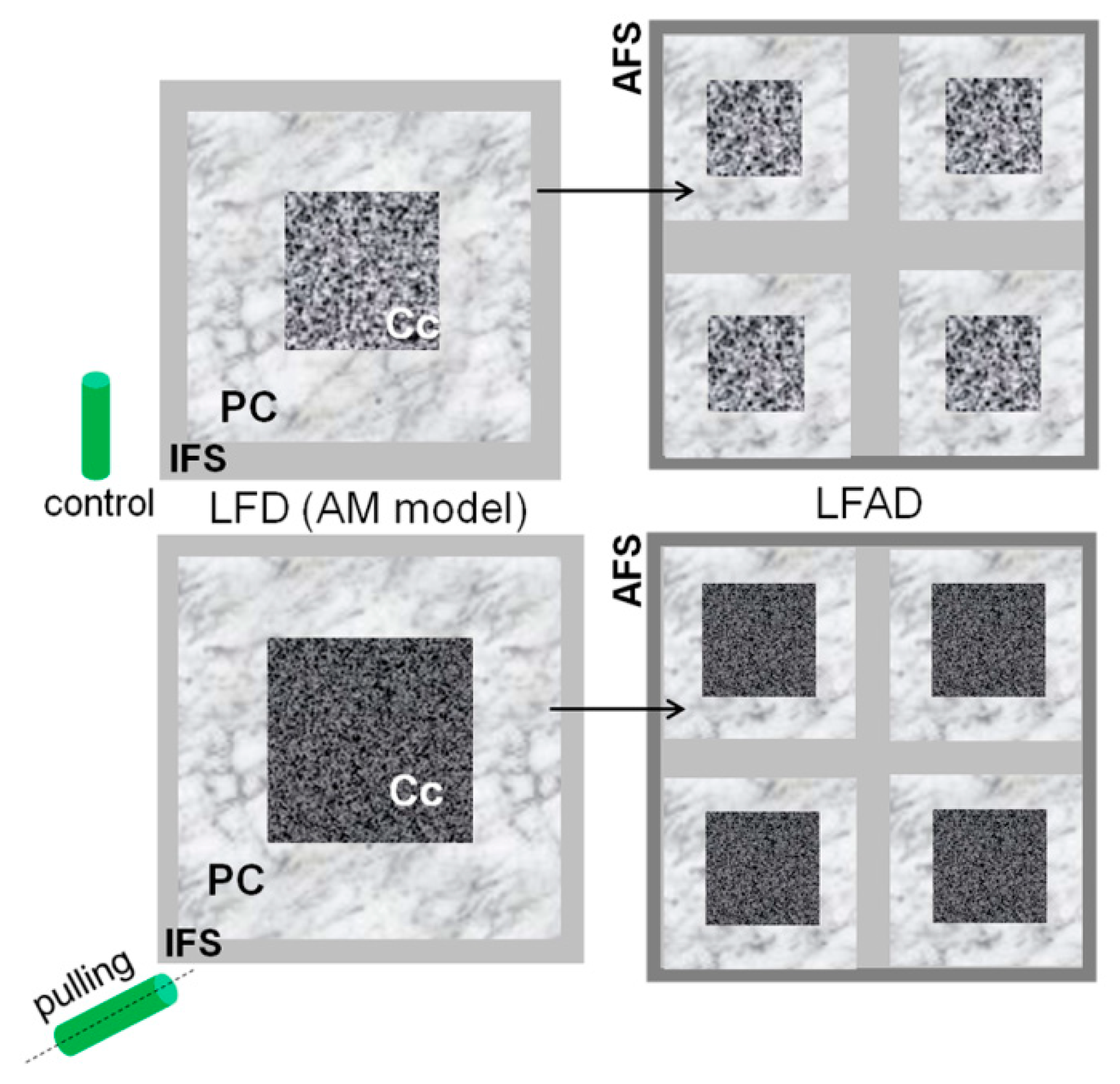 Ijms 21 05322 g009 Ijms 21 05322 g009