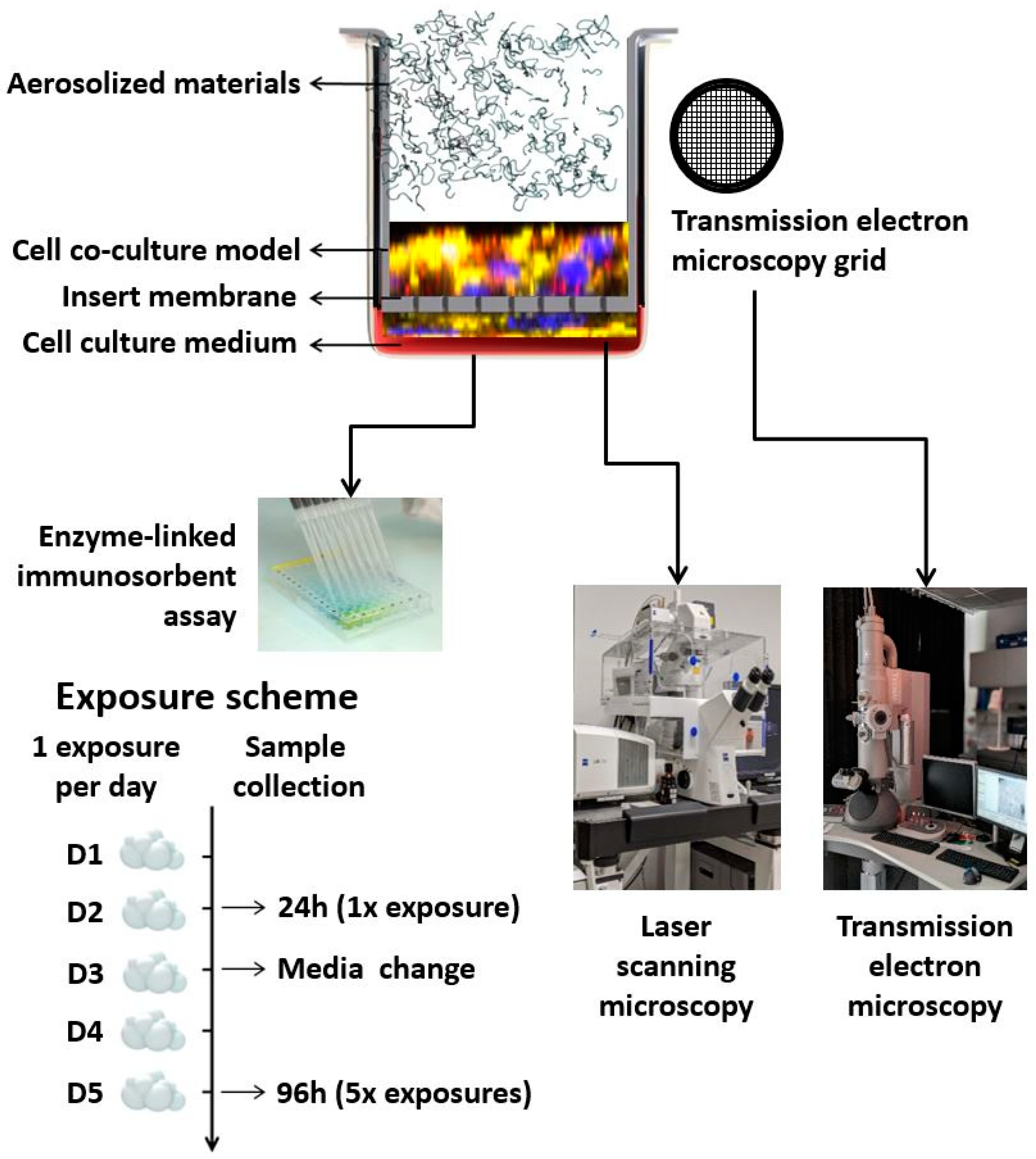 An In Vitro Lung System to Assess the Proinflammatory Hazard