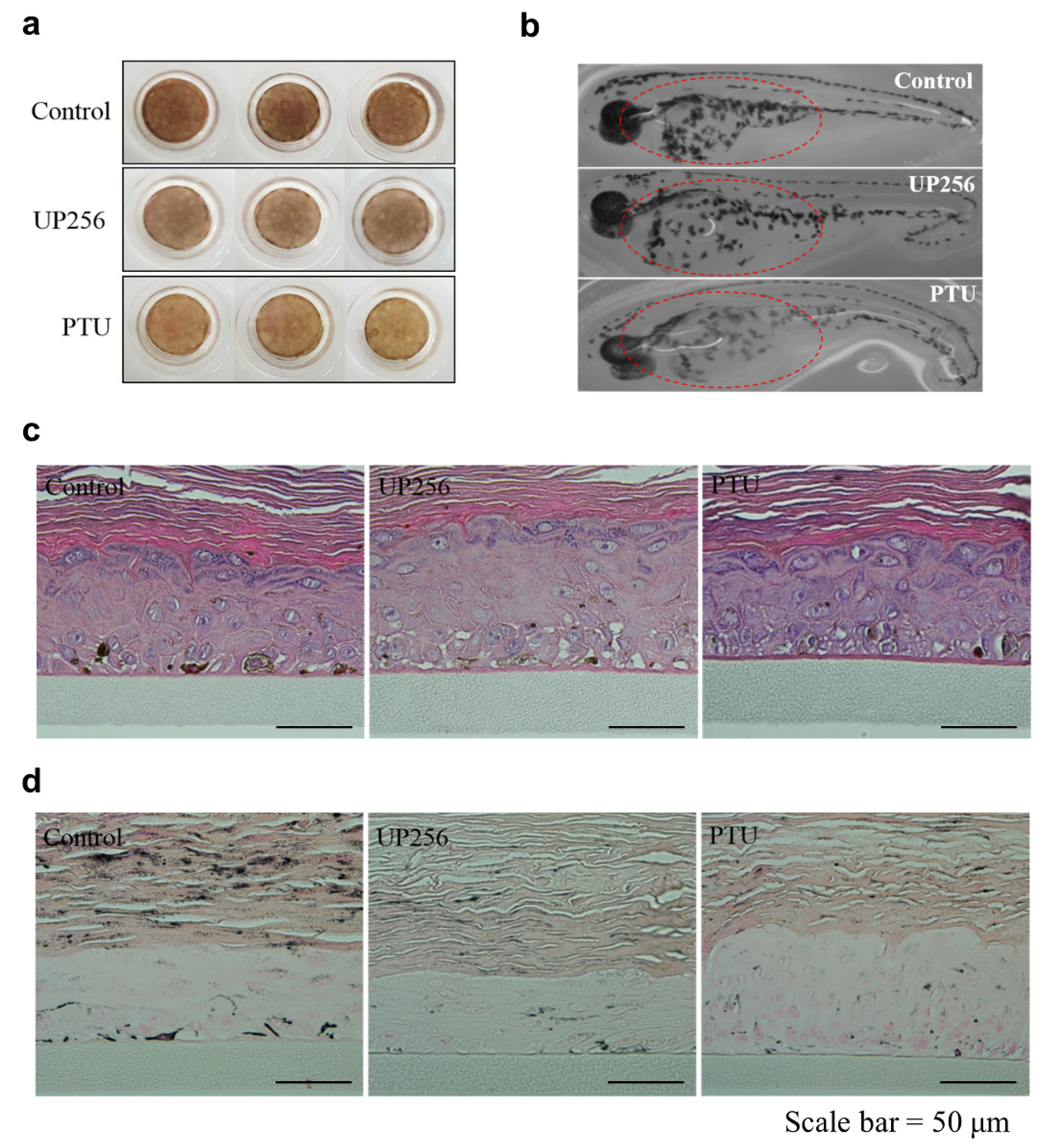 Ijms 21 05341 g005 Ijms 21 05341 g005