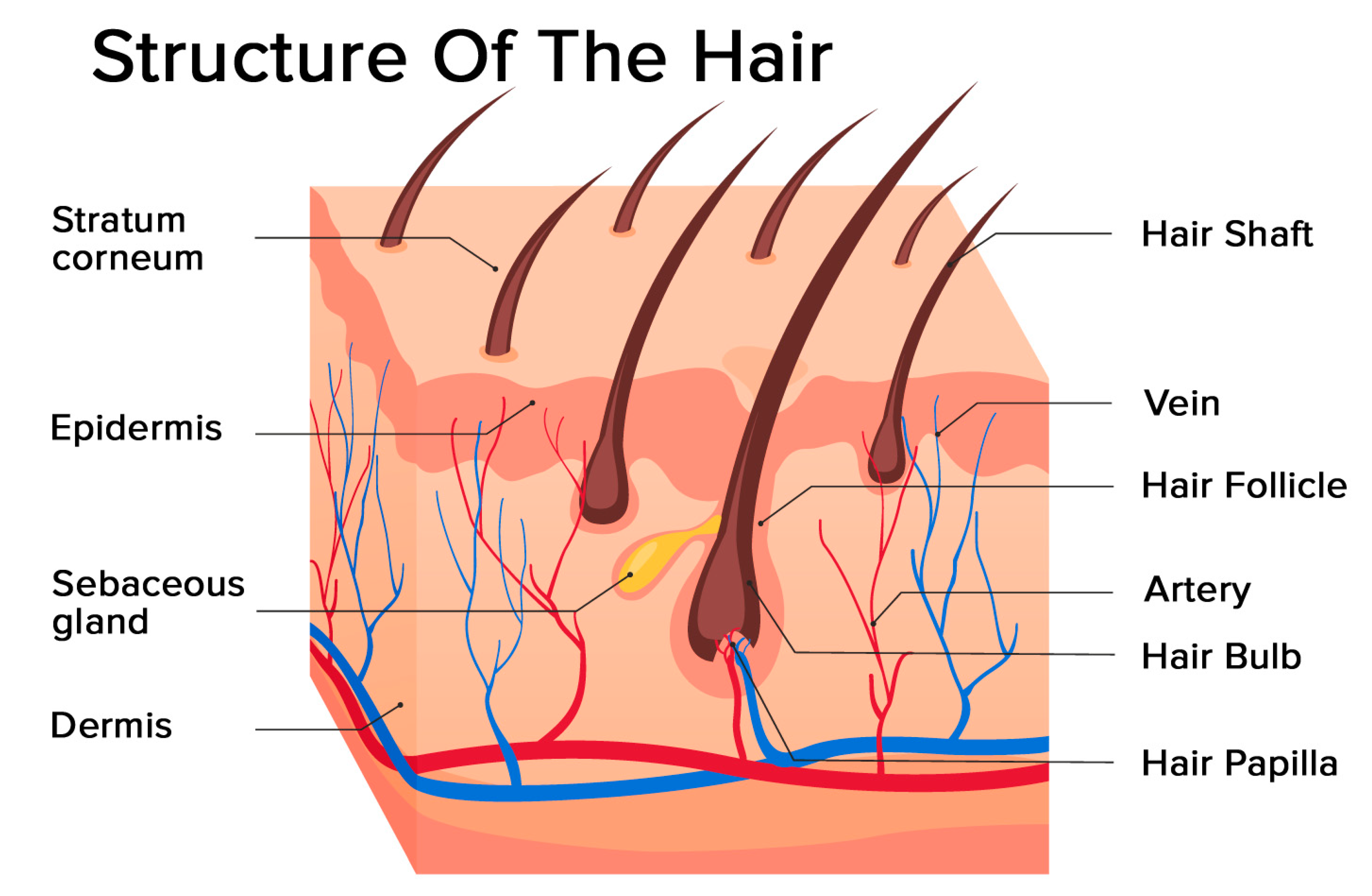 Human Hair Anatomy Diagram Of A Hair Follicle And Cross Section Of The  Skin Layers Royalty Free SVG Cliparts Vectors And Stock Illustration  Image 69363580