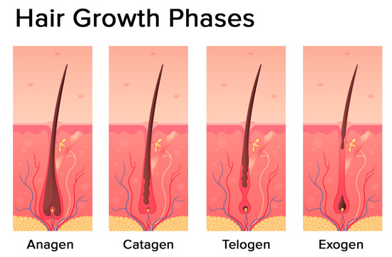 IJMS | Free Full-Text | Hormonal Effects on Hair Follicles