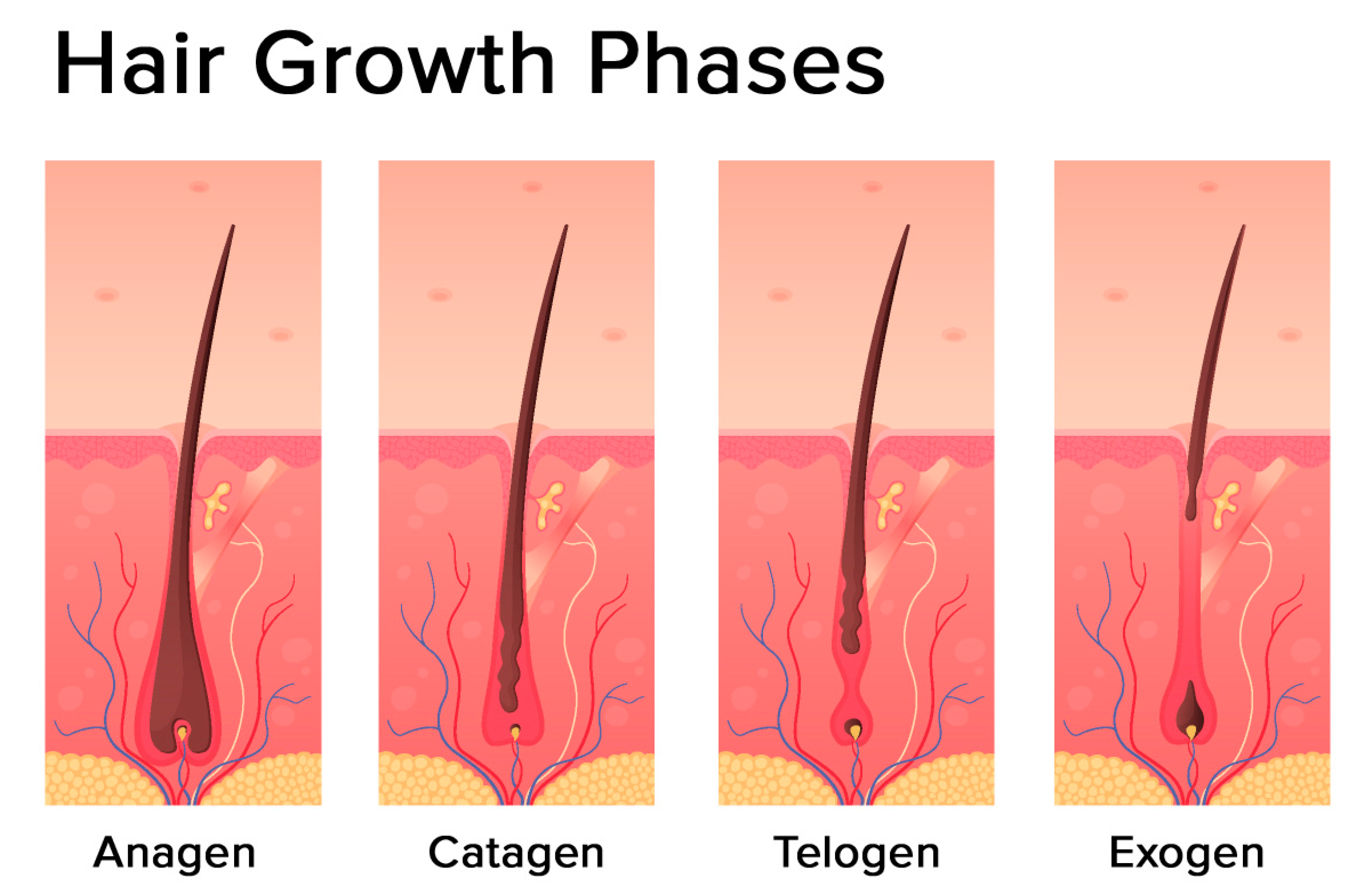 Hair regrowth from HRT 0 months Estrogen vs 4 months Estrogen   rtranstimelines