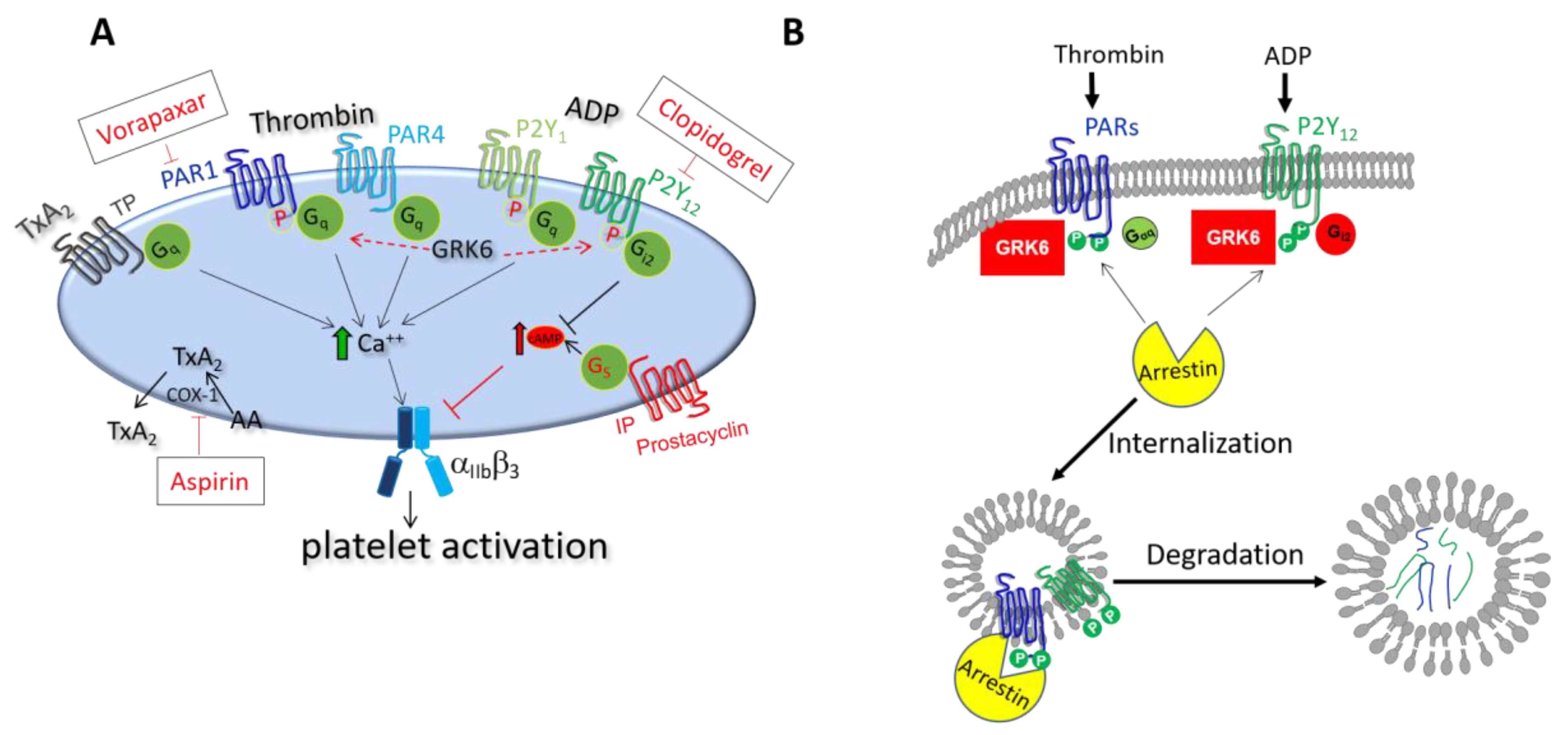 Ijms 21 05345 g001 Ijms 21 05345 g001