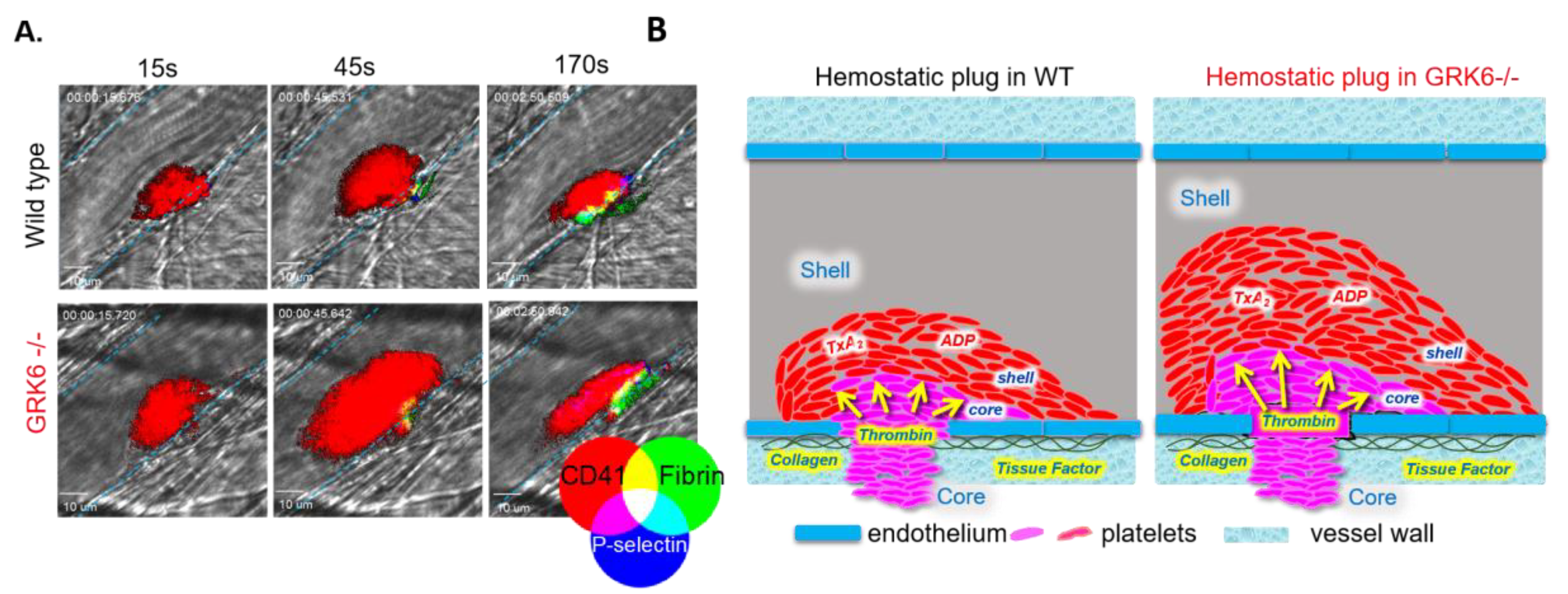 Ijms 21 05345 g002 Ijms 21 05345 g002