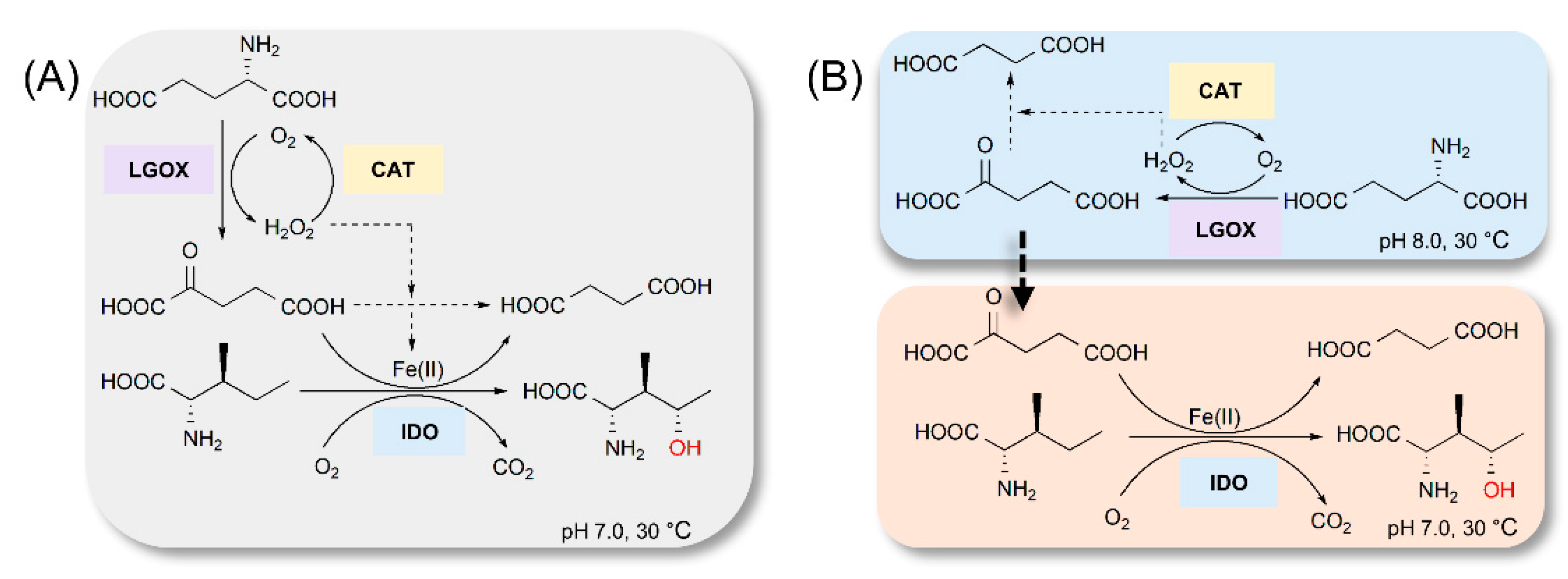 Ijms 21 05347 g003 Ijms 21 05347 g003