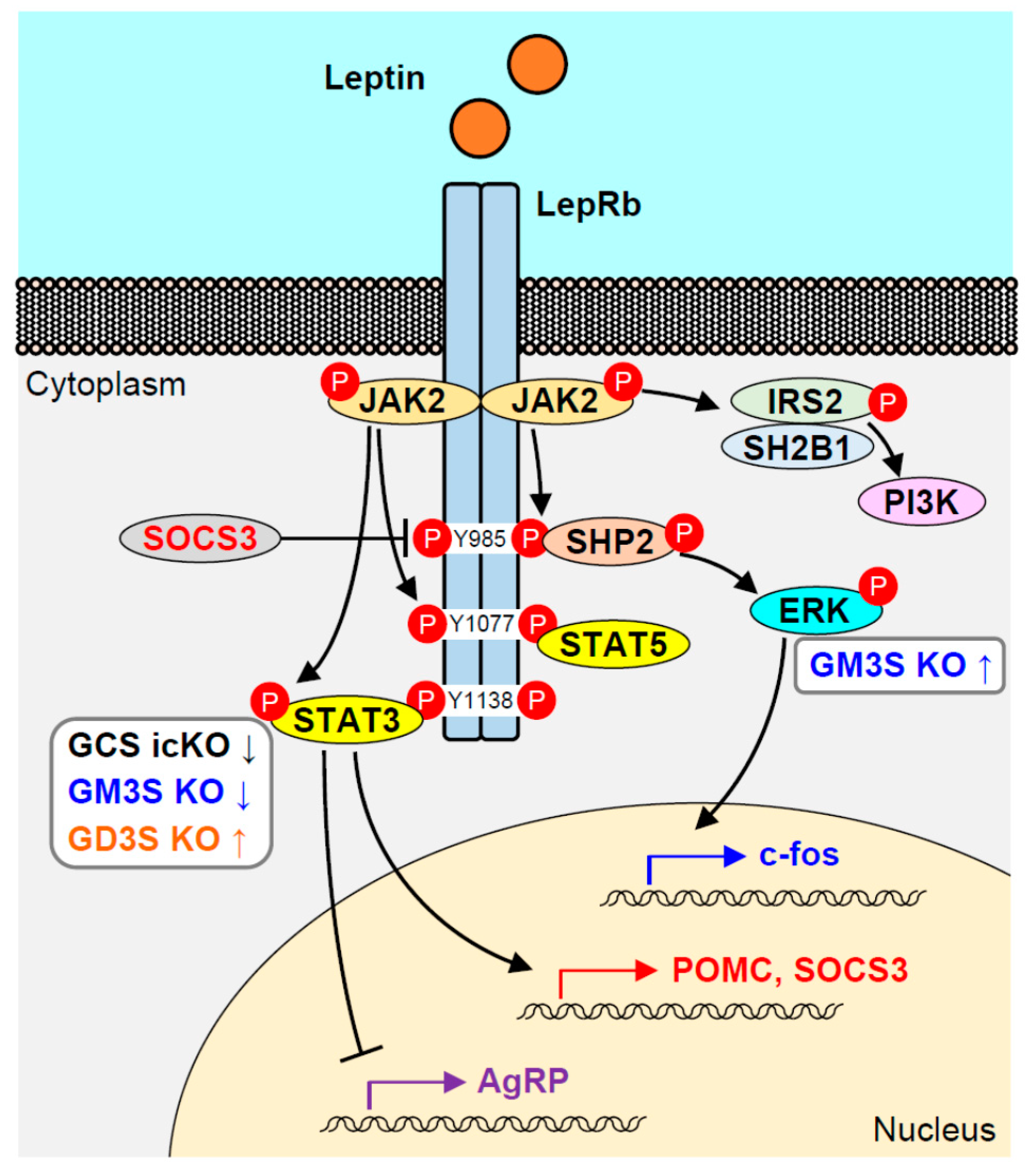 Ijms 21 05349 g002 Ijms 21 05349 g002