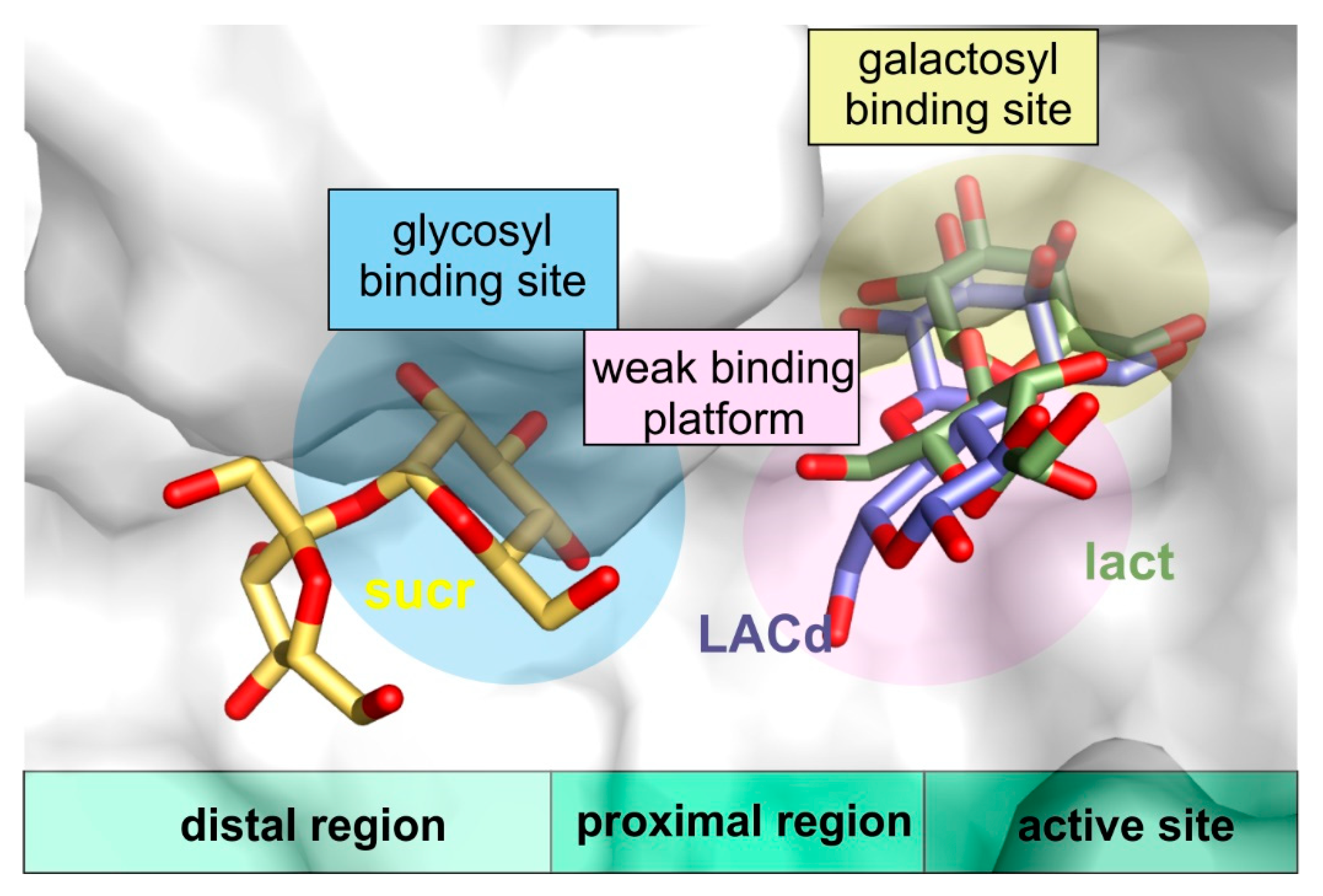 Ijms 21 05354 g008 Ijms 21 05354 g008