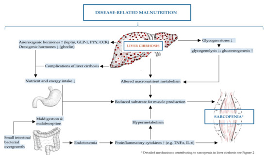Ijms Free Full Text Molecular Mechanism Contributing To Malnutrition And Sarcopenia In Patients With Liver Cirrhosis Html