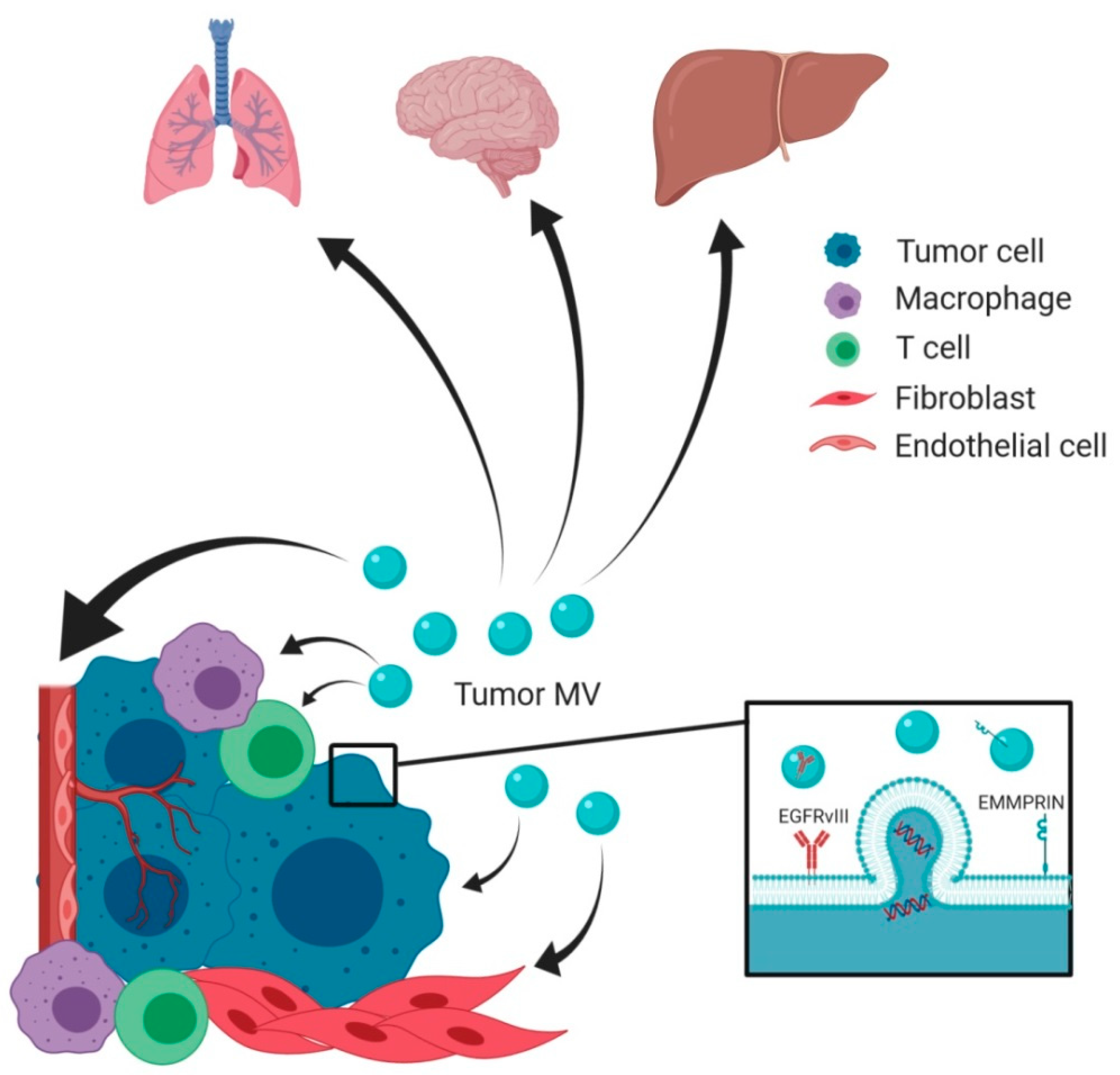 Ijms Free Full Text Microvesicles In Cancer Small Size Large Potential Html