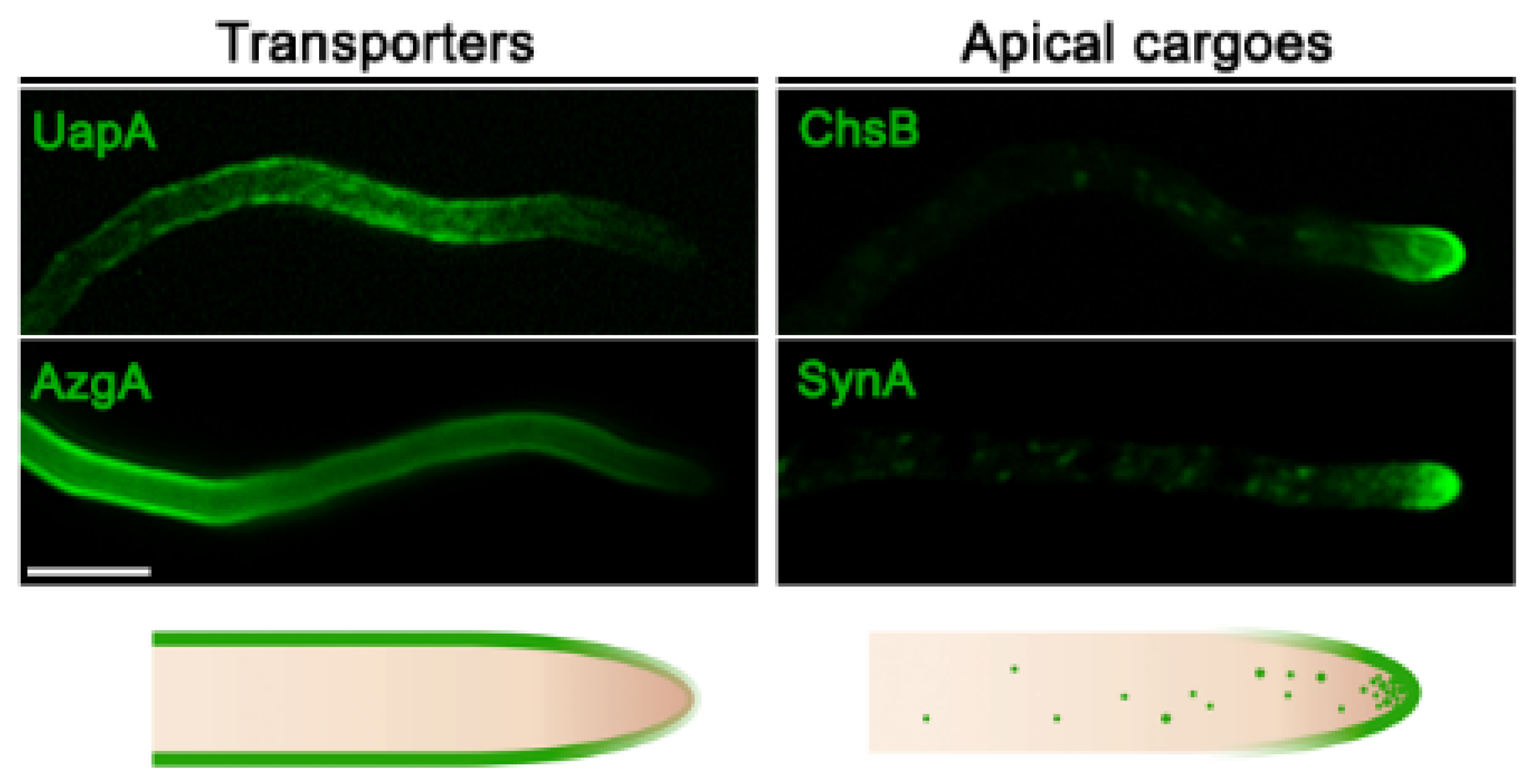 Ijms 21 05376 g001 Ijms 21 05376 g001